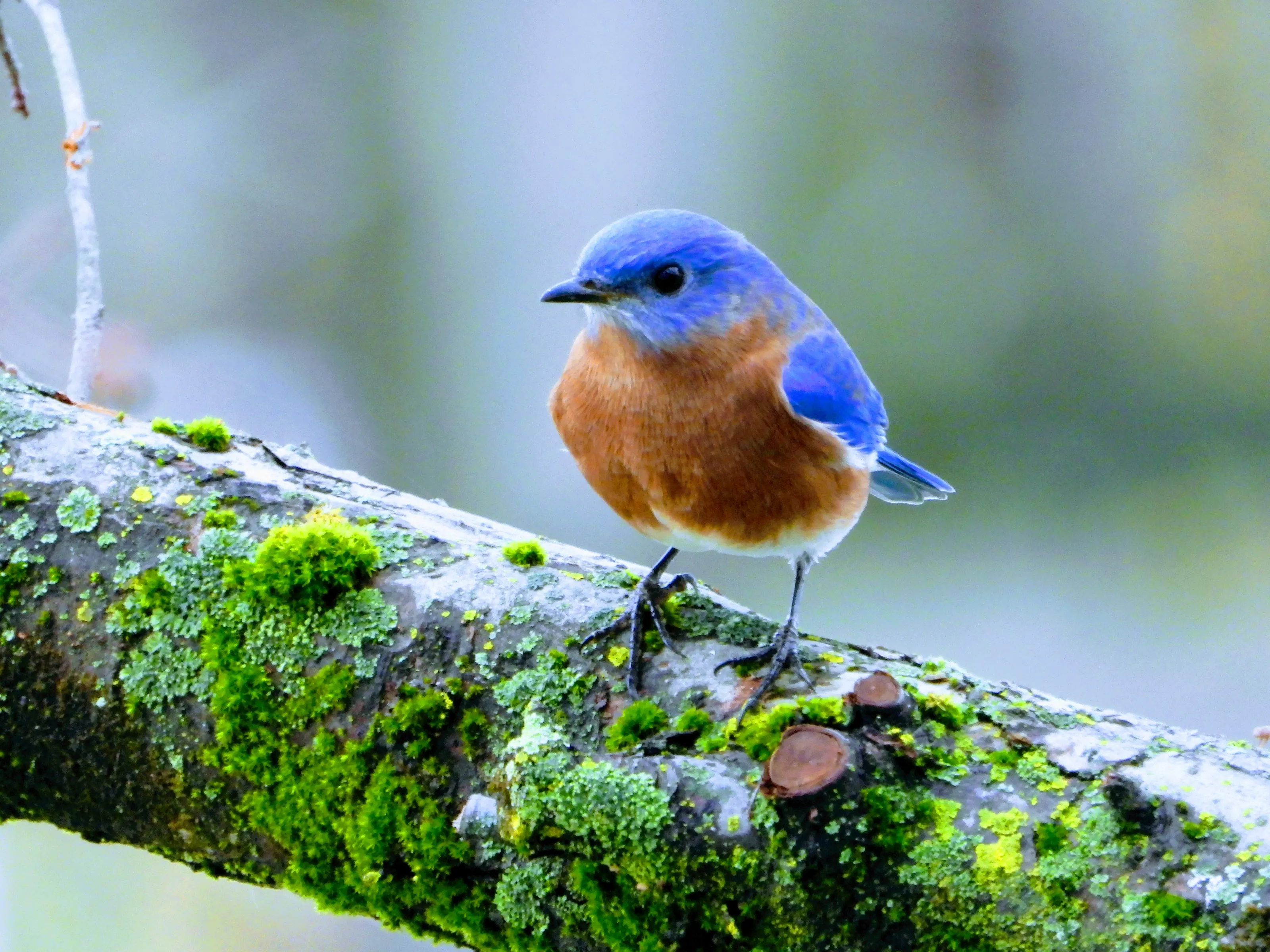 Songbirds