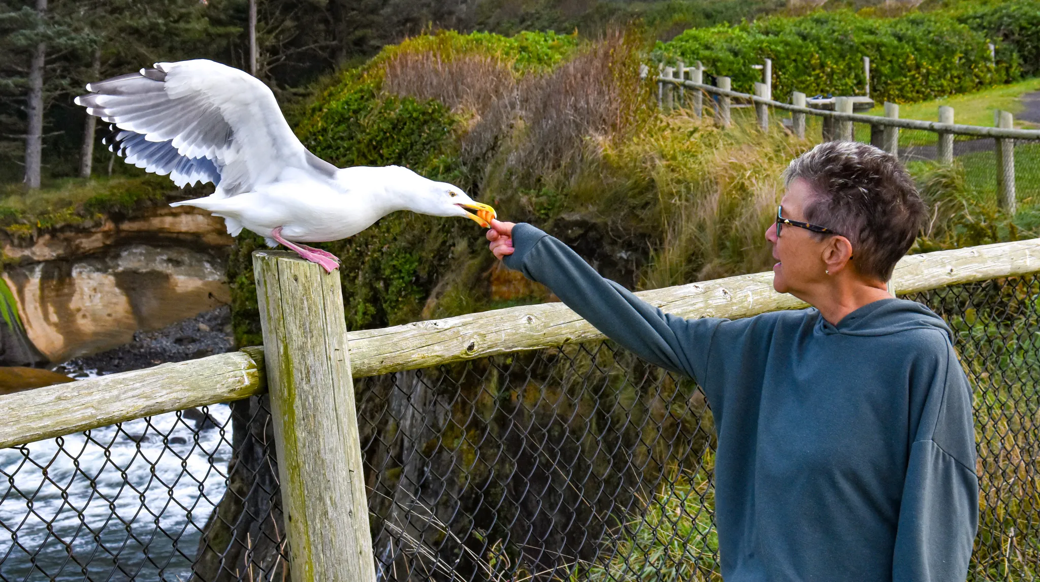 People Feeding Animals
