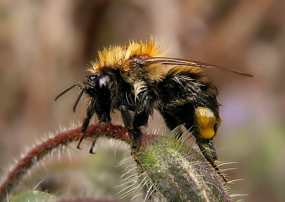 The Wonderful World of Macro