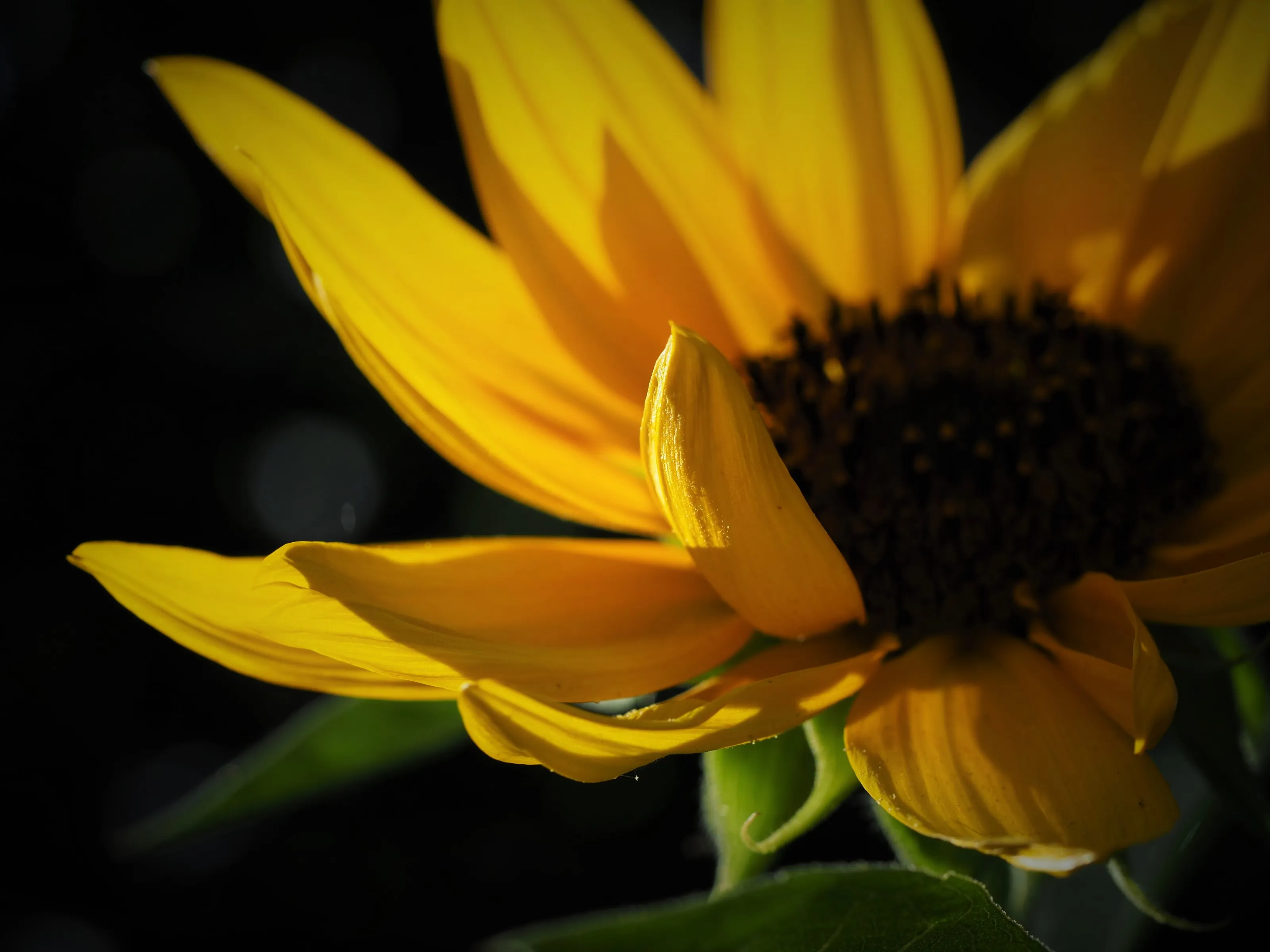 The Colour Yellow