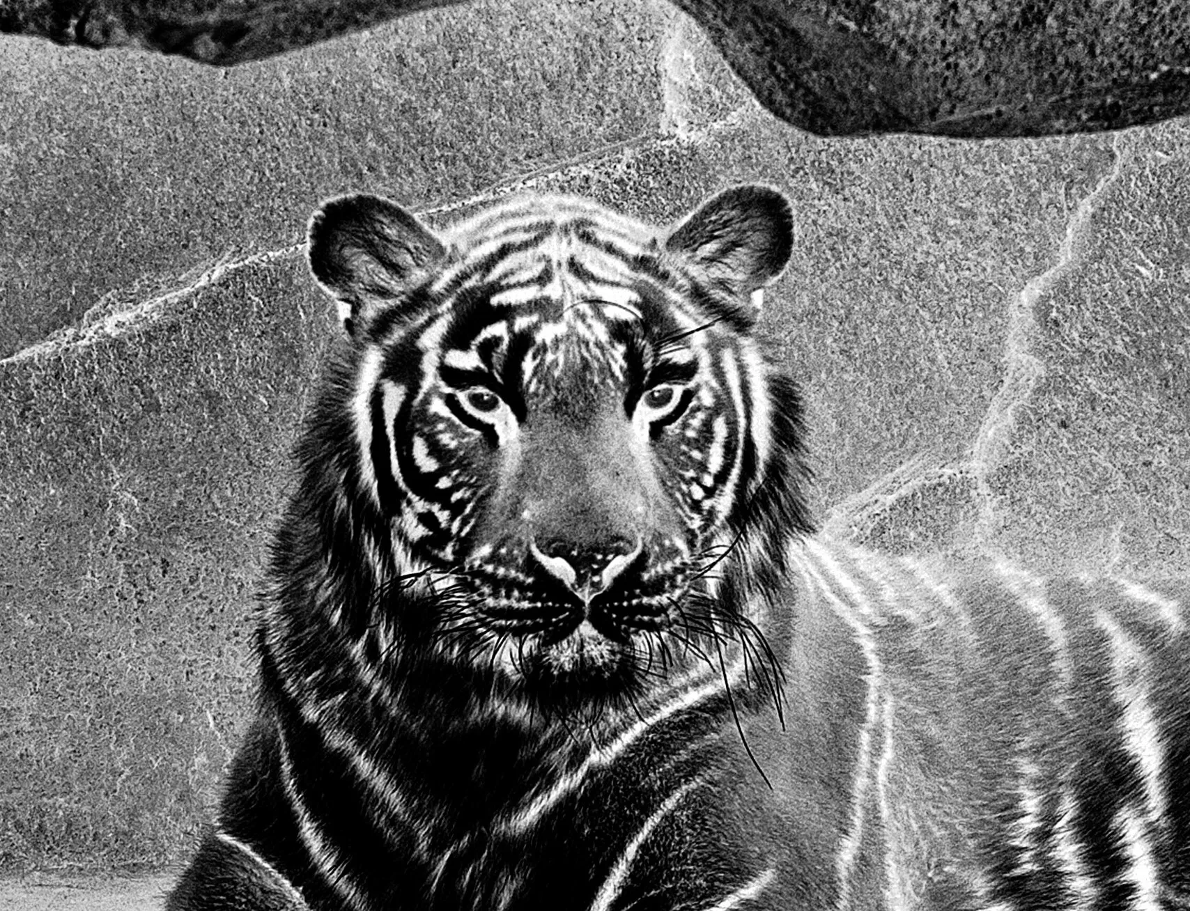 The Negative Image