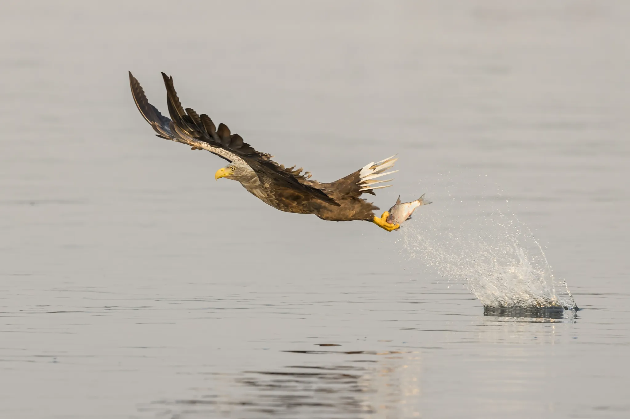 Raptors with Prey in the Wild