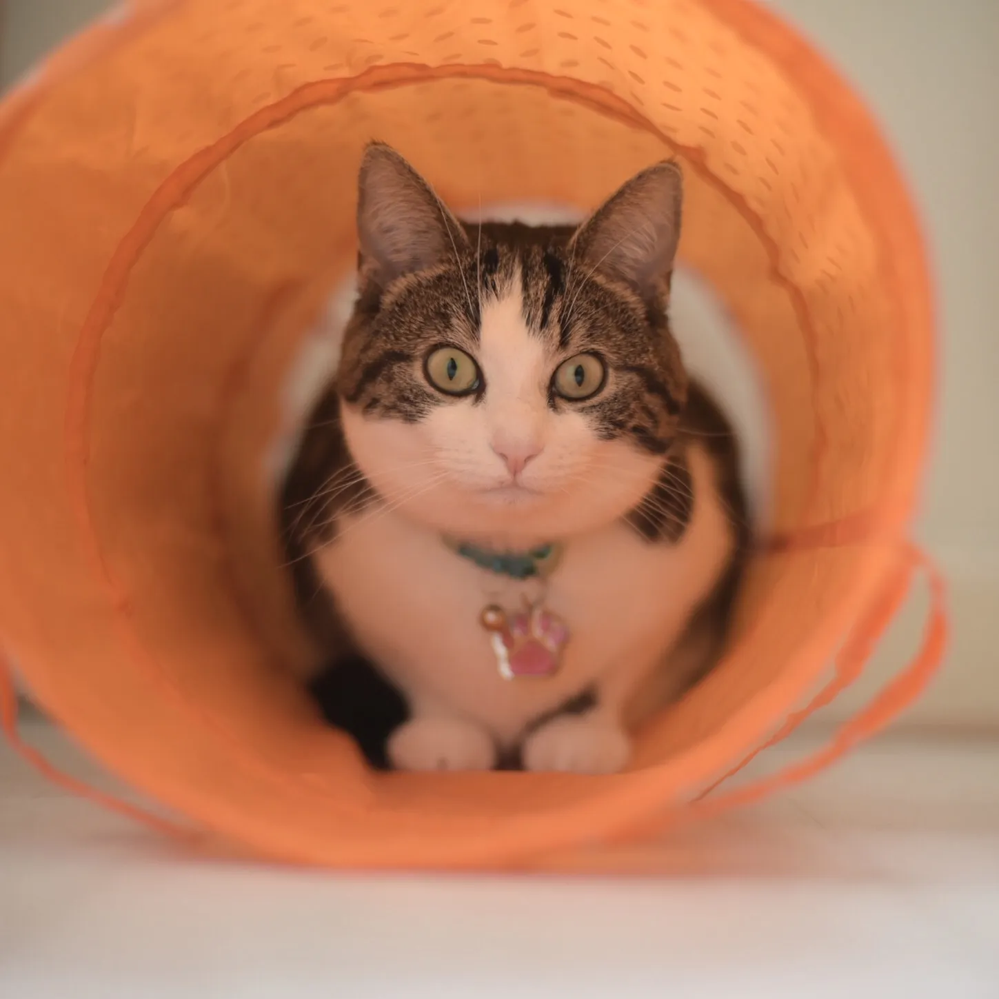 Unique Cat Expressions