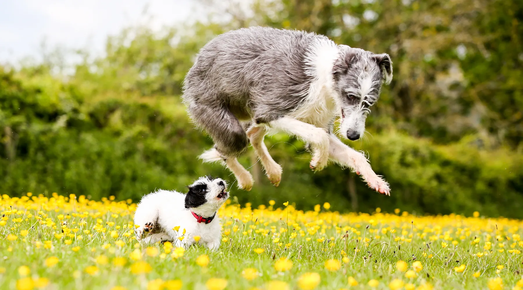 Animals In Action