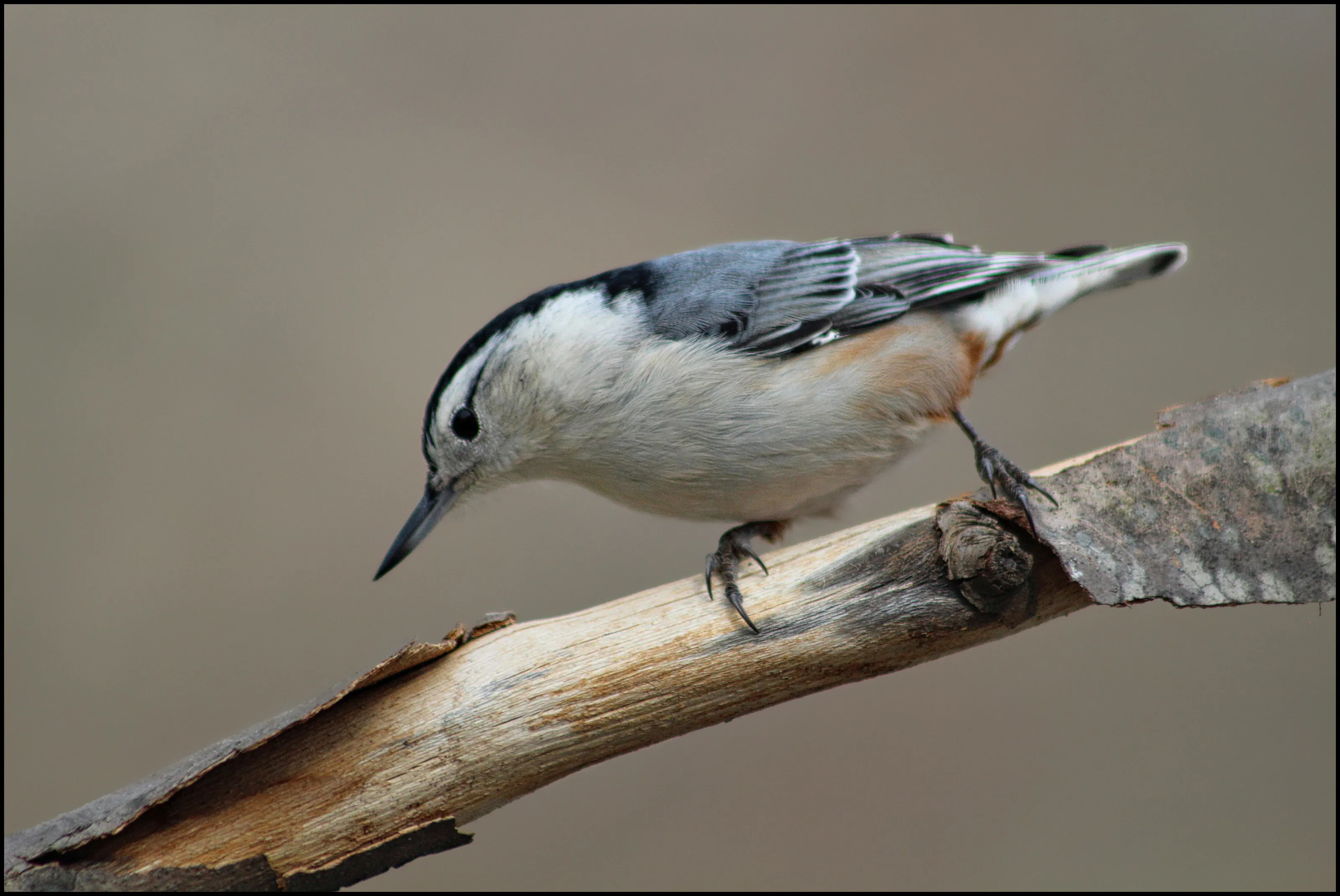 Nuthatches (in colour)