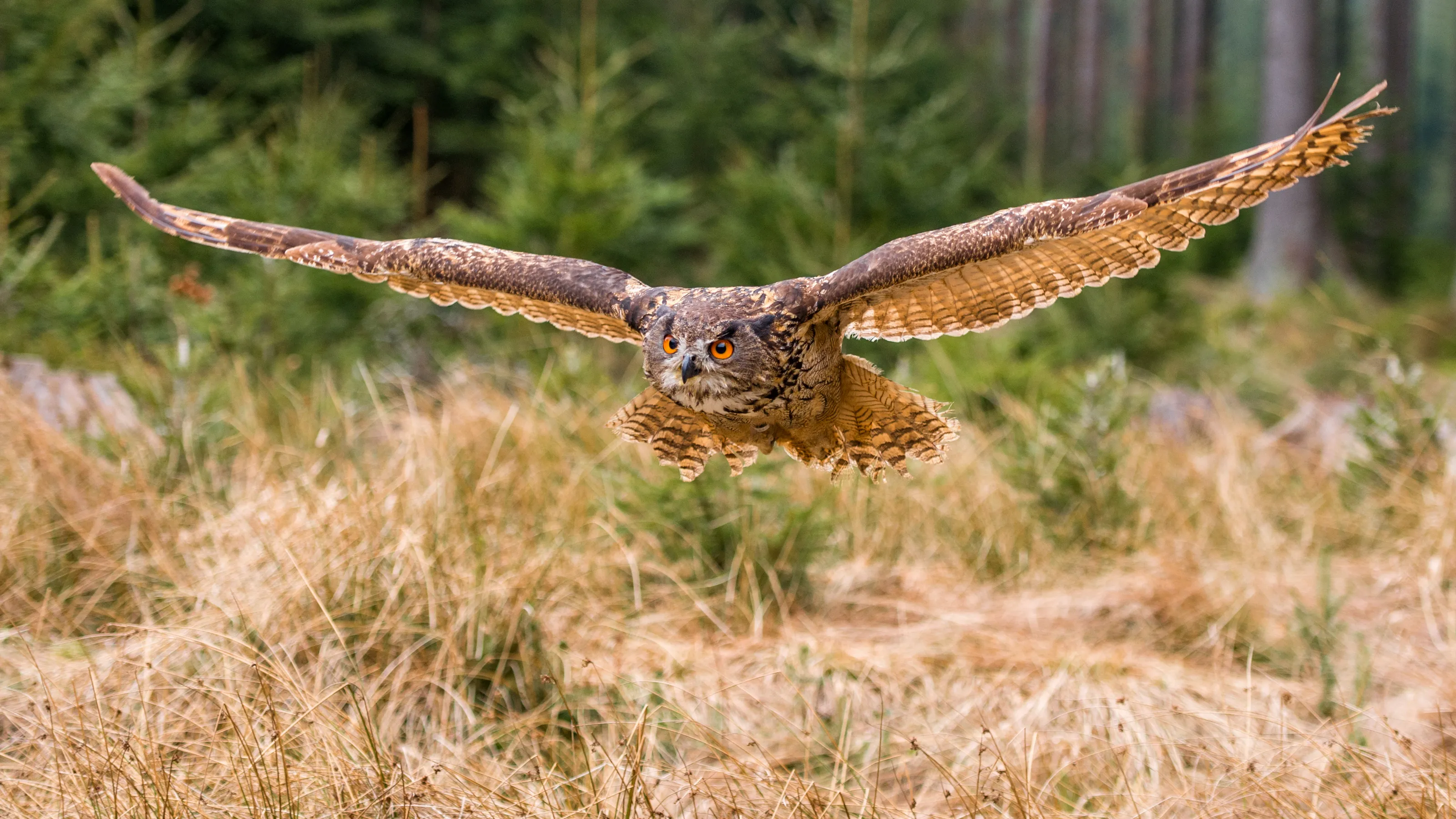 Birds in Flight