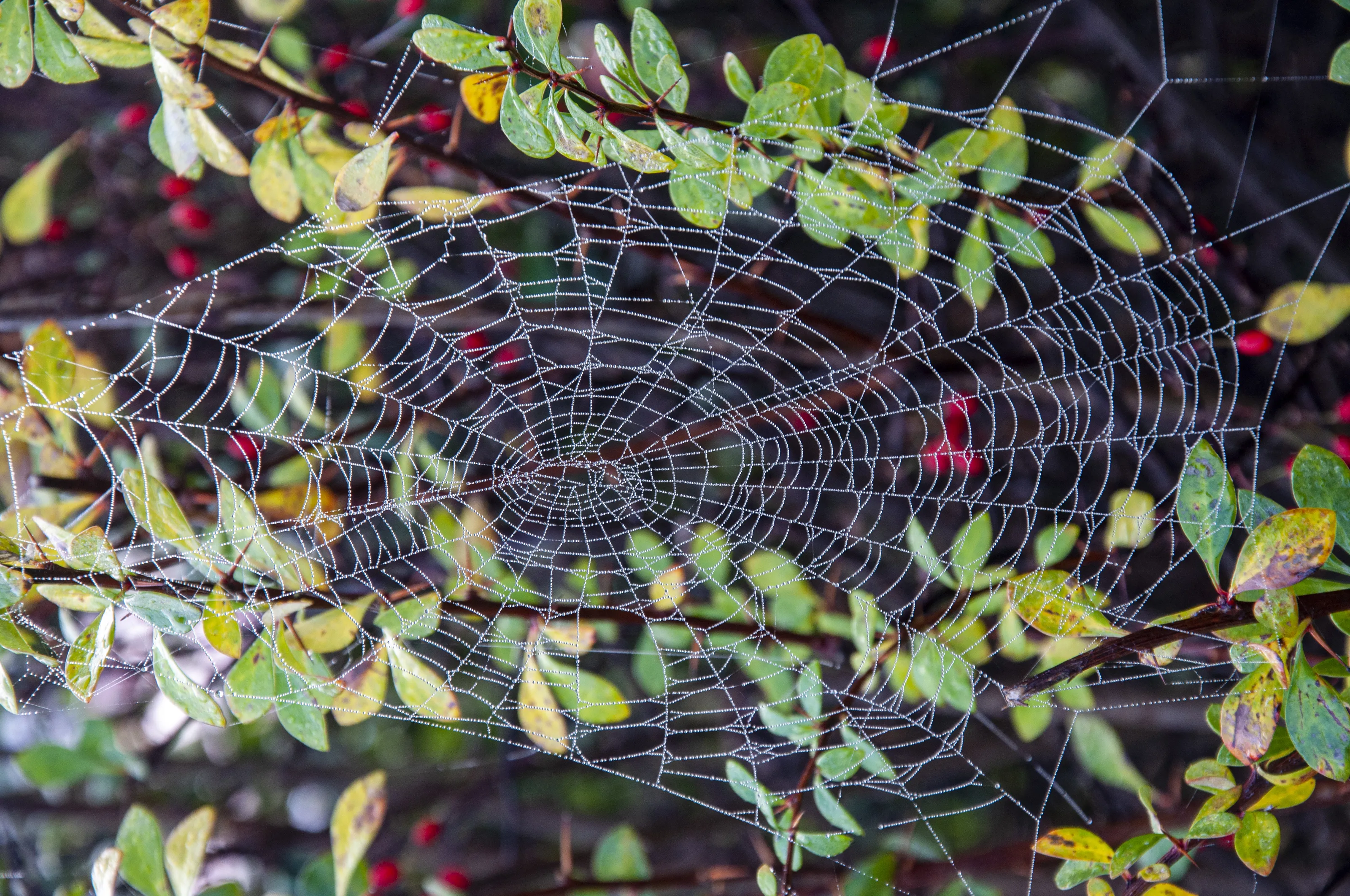 Cobwebs
