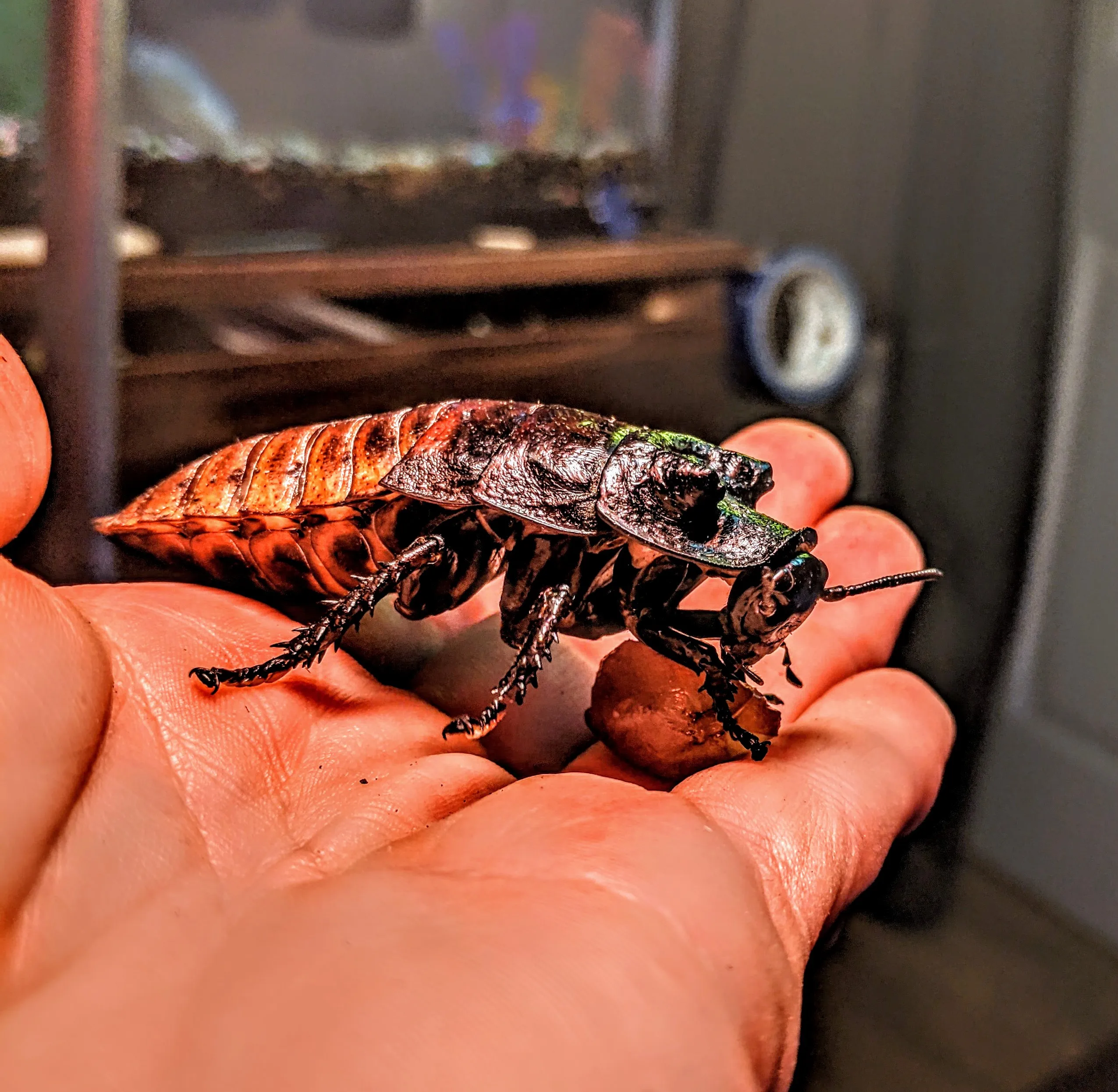 Insects