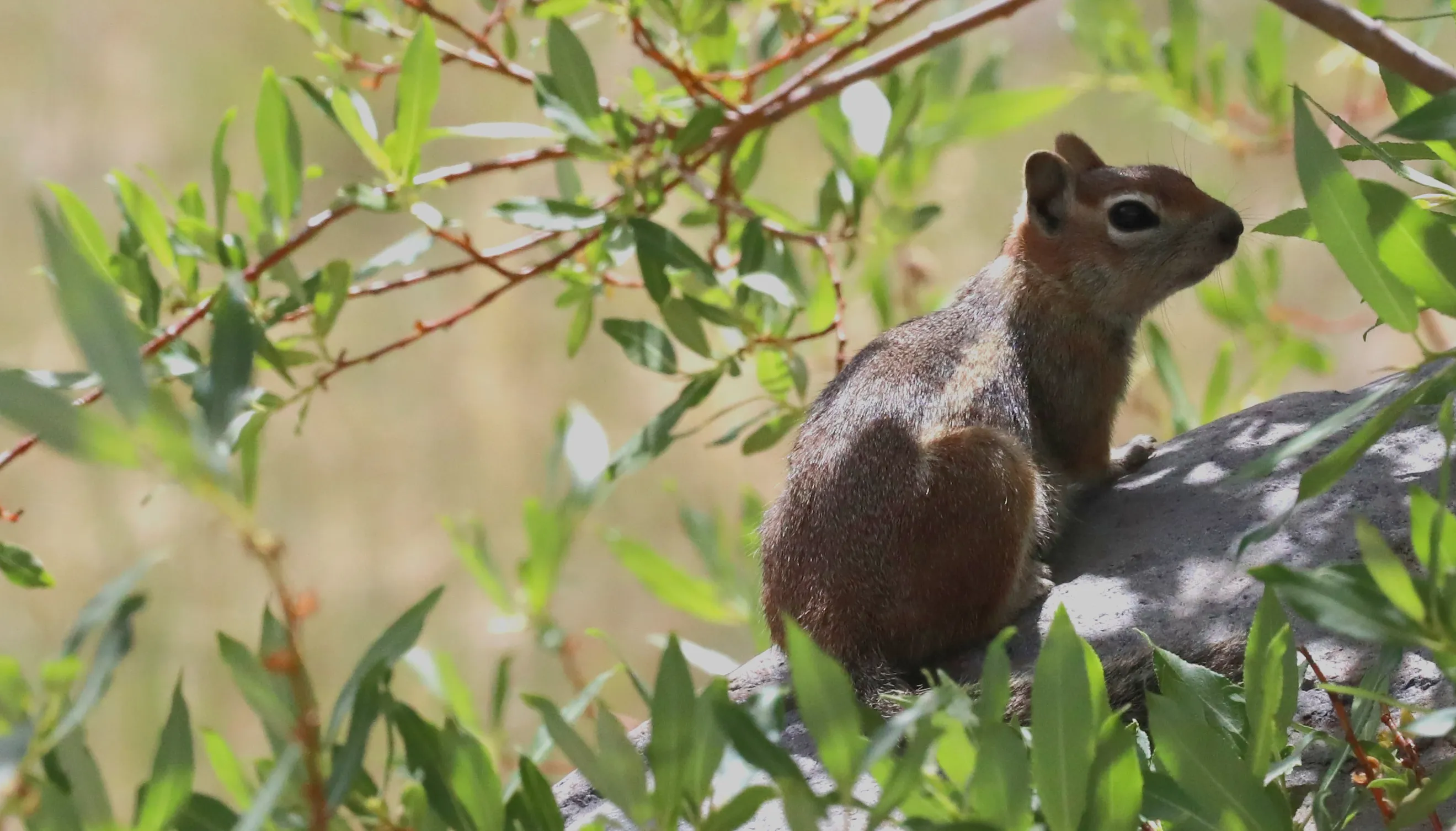 Chipmunks and Squirrels