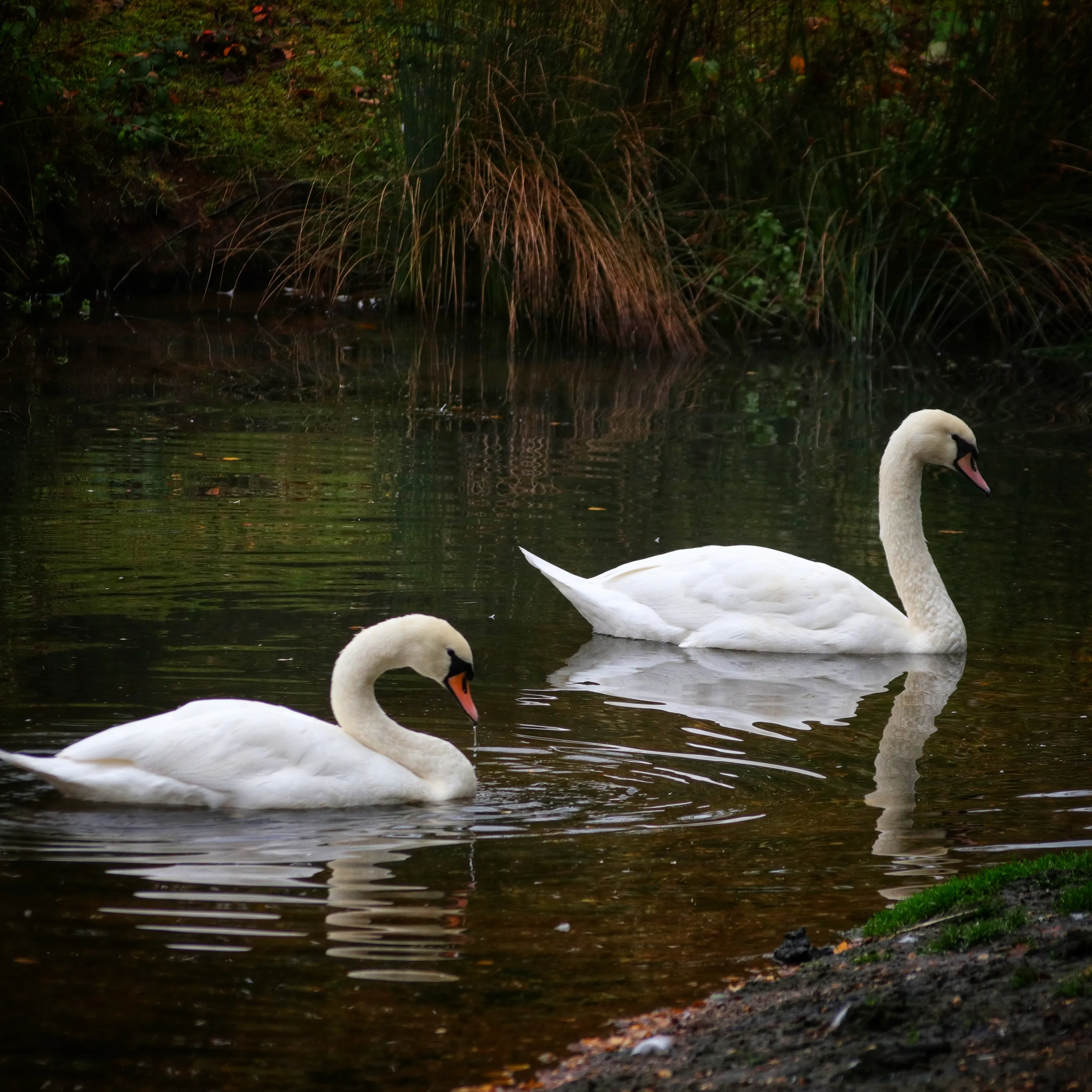 Swans in Colour