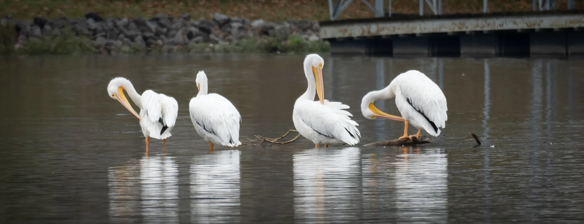 Birds Around Water
