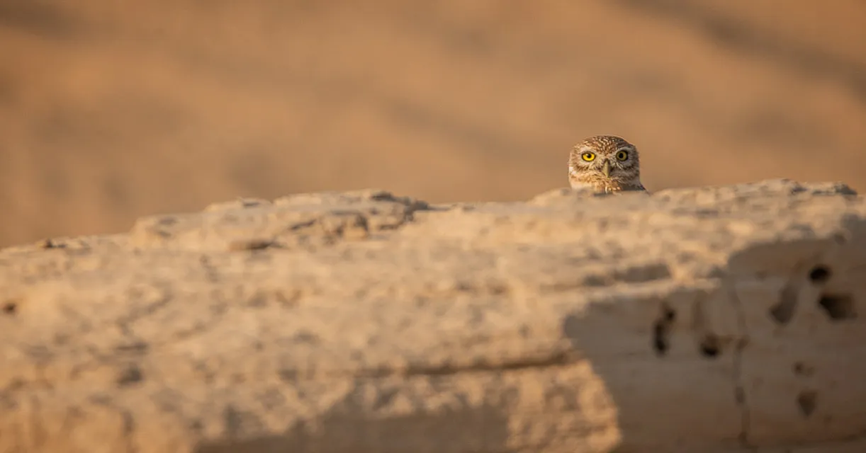 Little Owls in the Wild