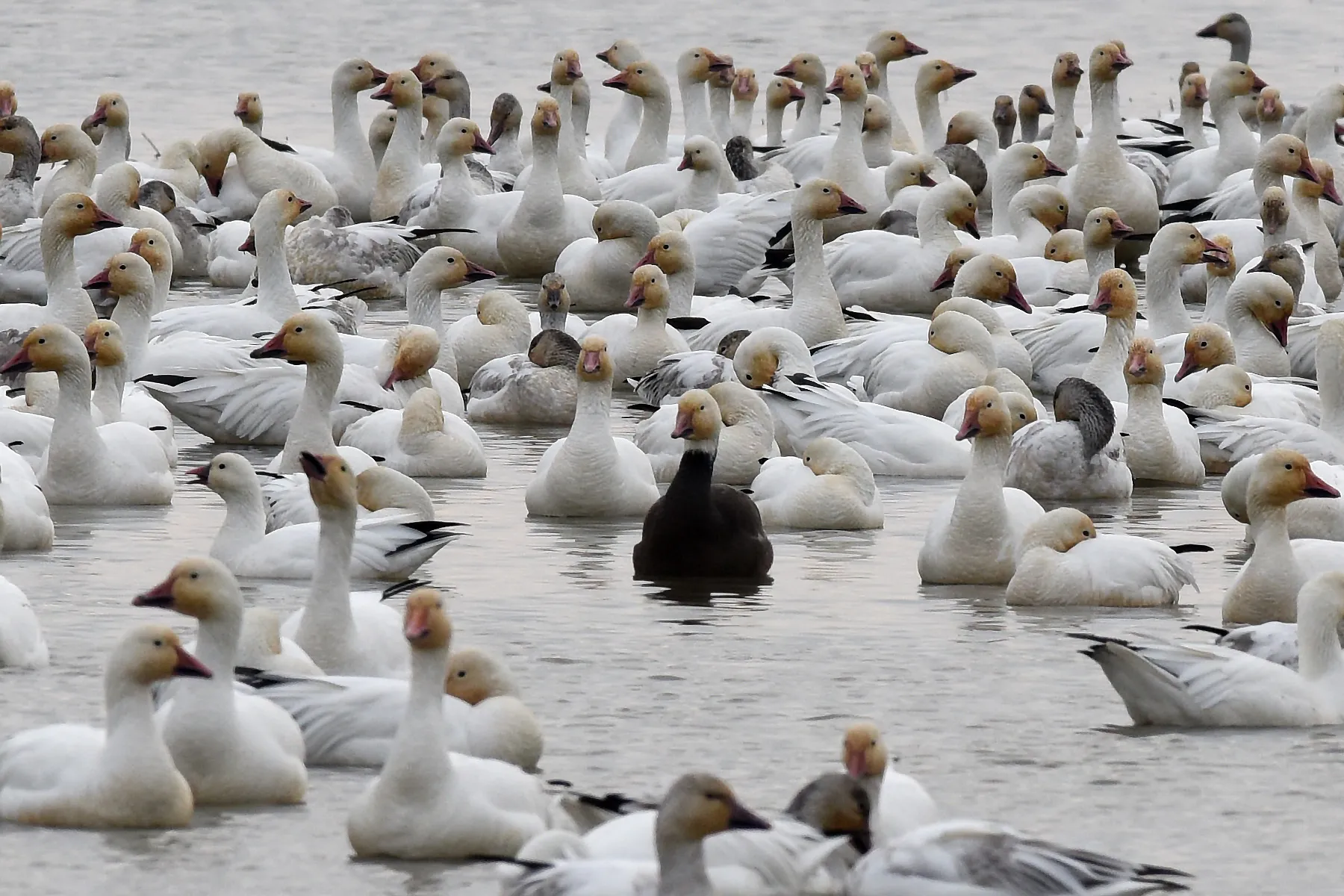 Flocks of Migrating Waterfowl