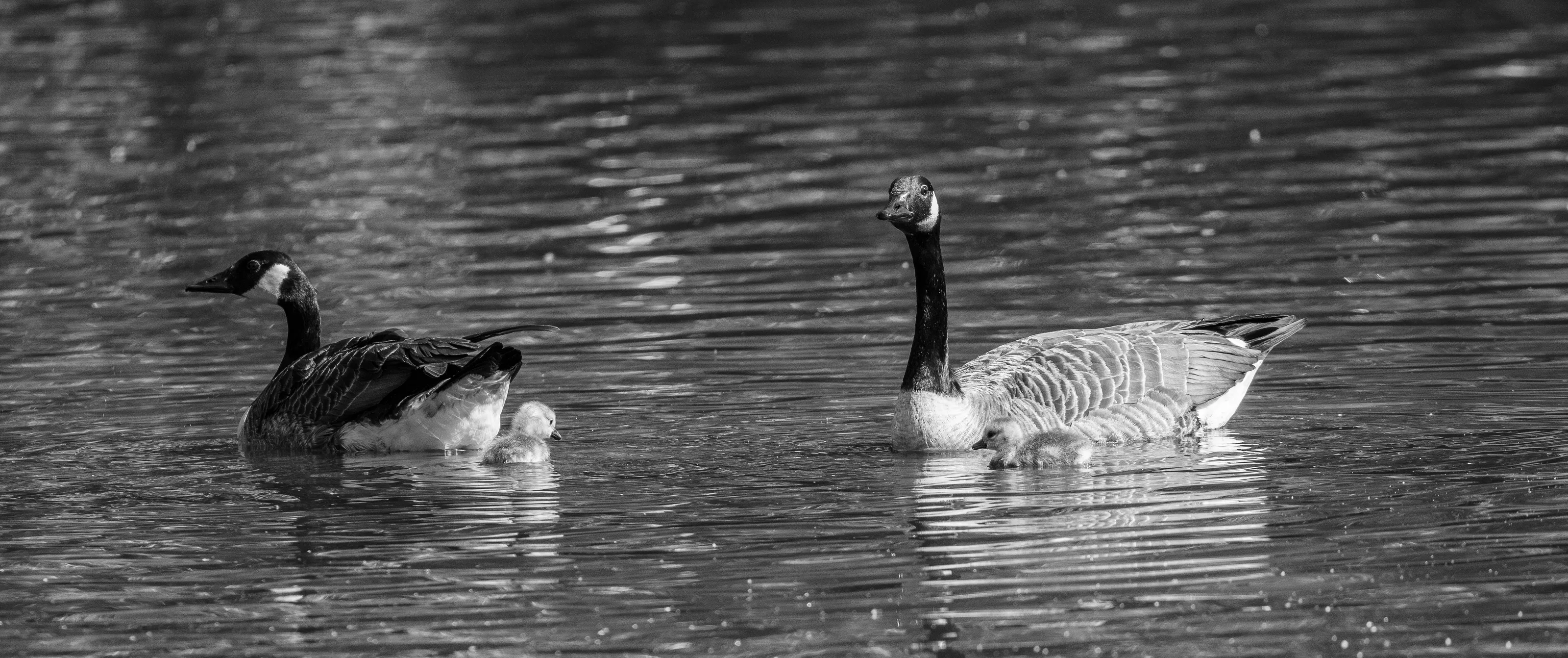 Birds that Live Near or On Water