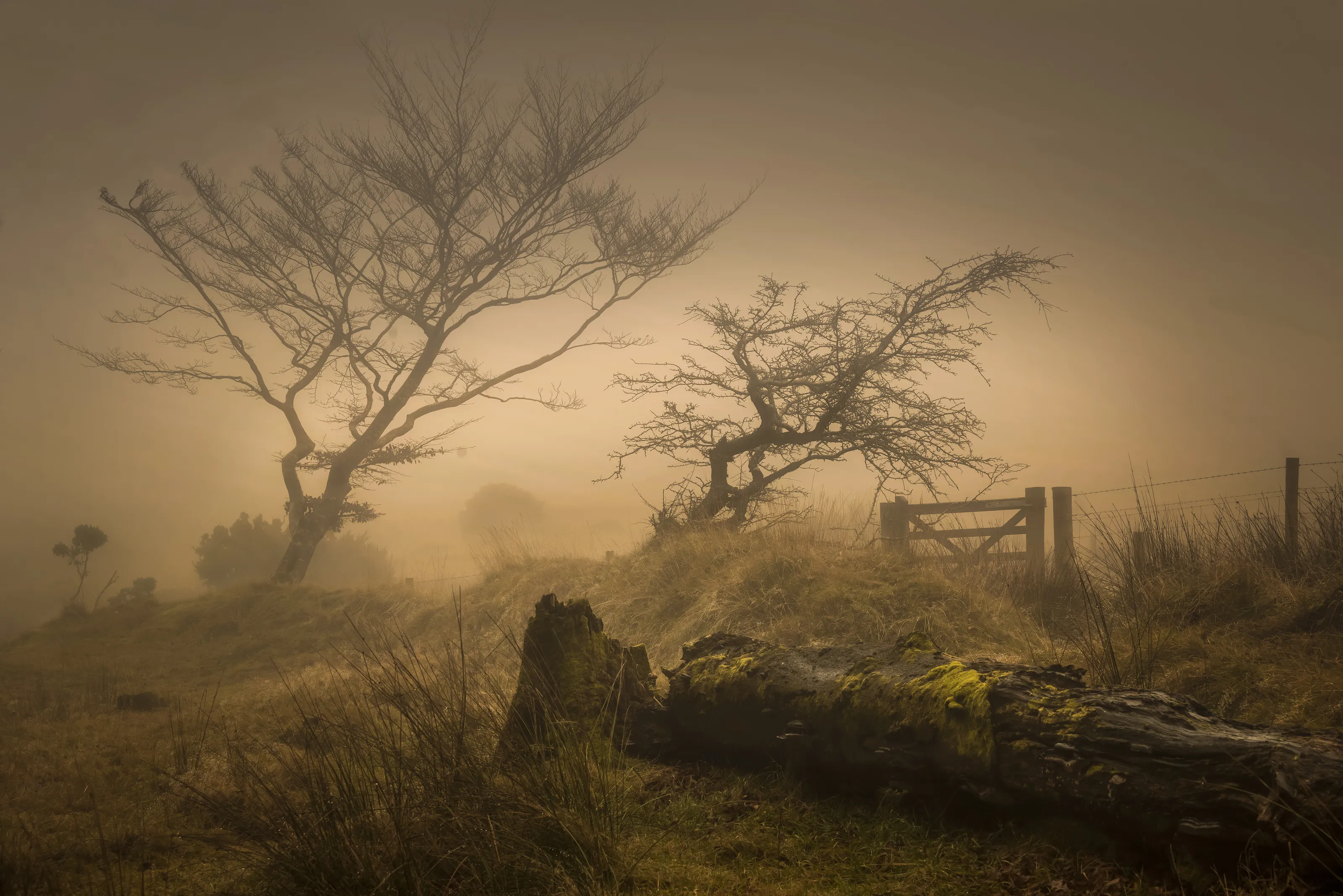 Trees in Mist or Fog