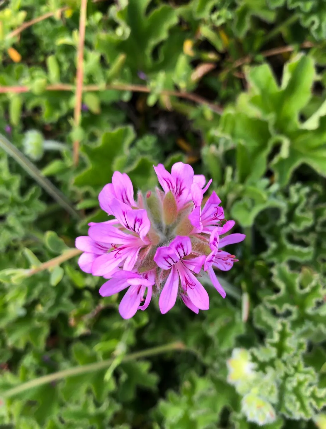 One Single Flower