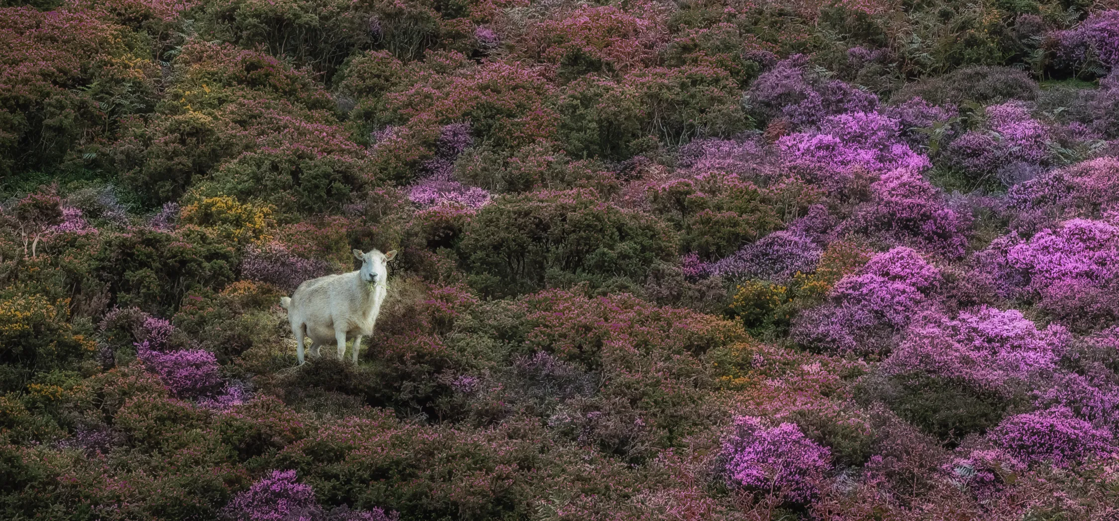 Landscapes with Animals