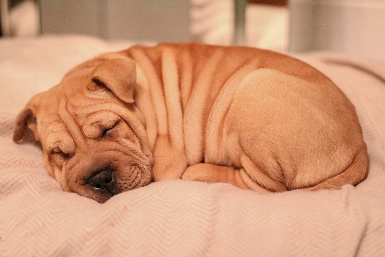 One Dog