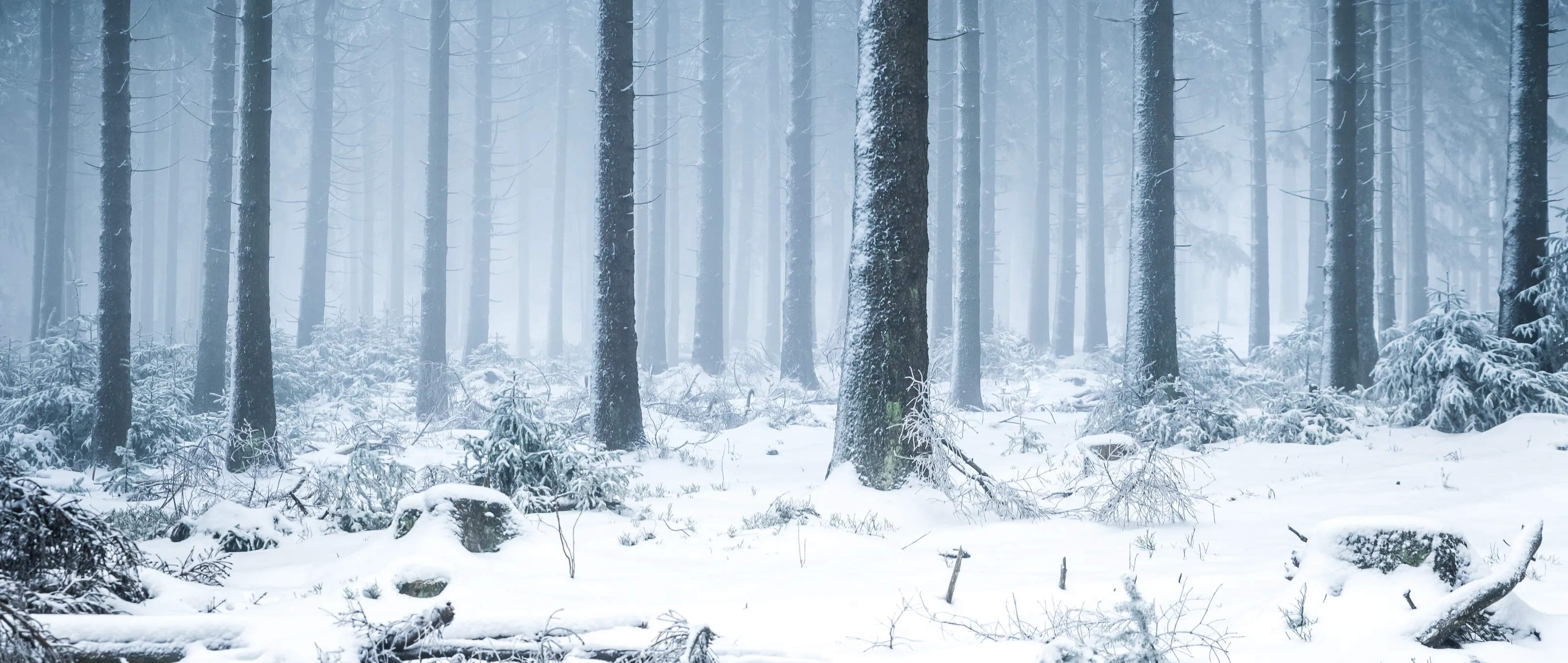 Forests, jungles and woodlands
