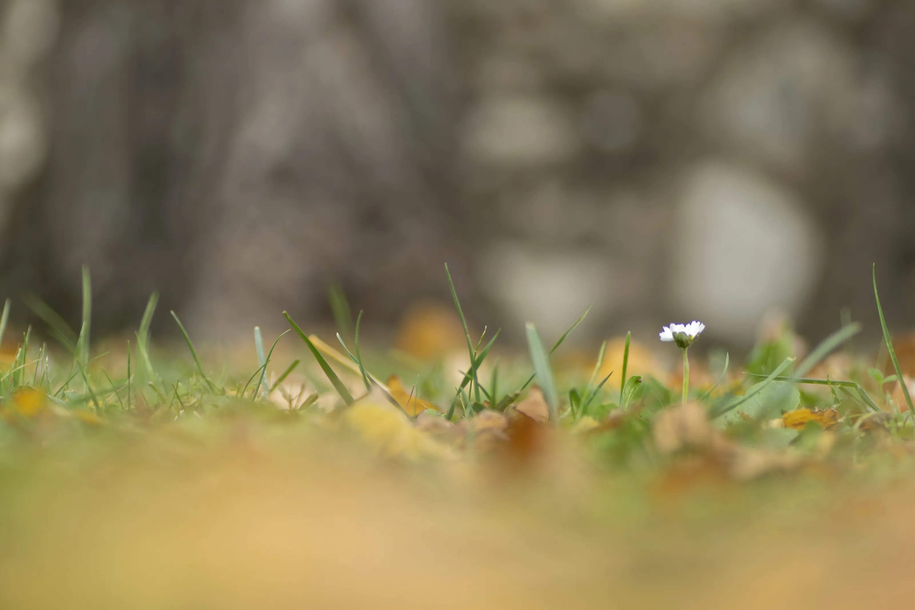 At Ground Level (in colour)