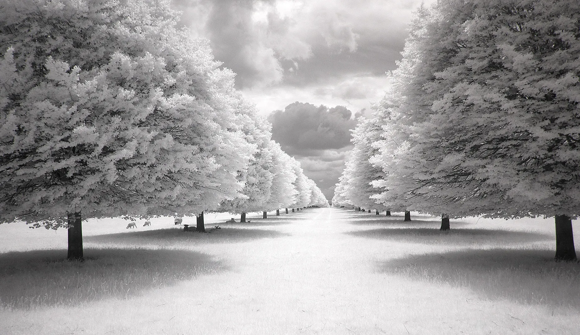 Infrared (black and white only)