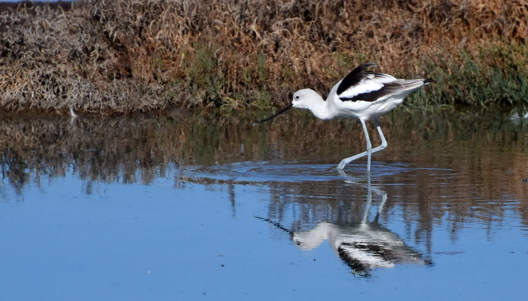 Shorebirds