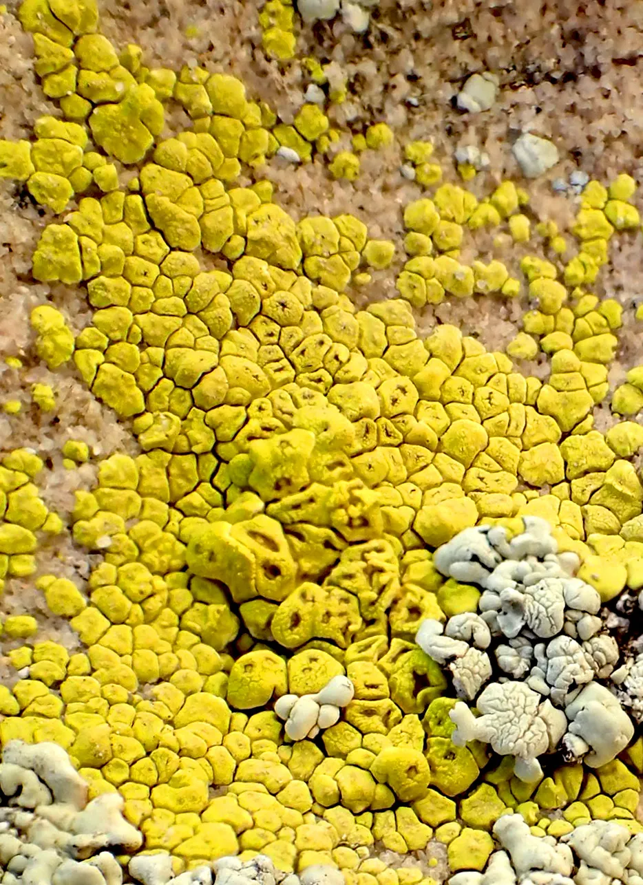 Lichens