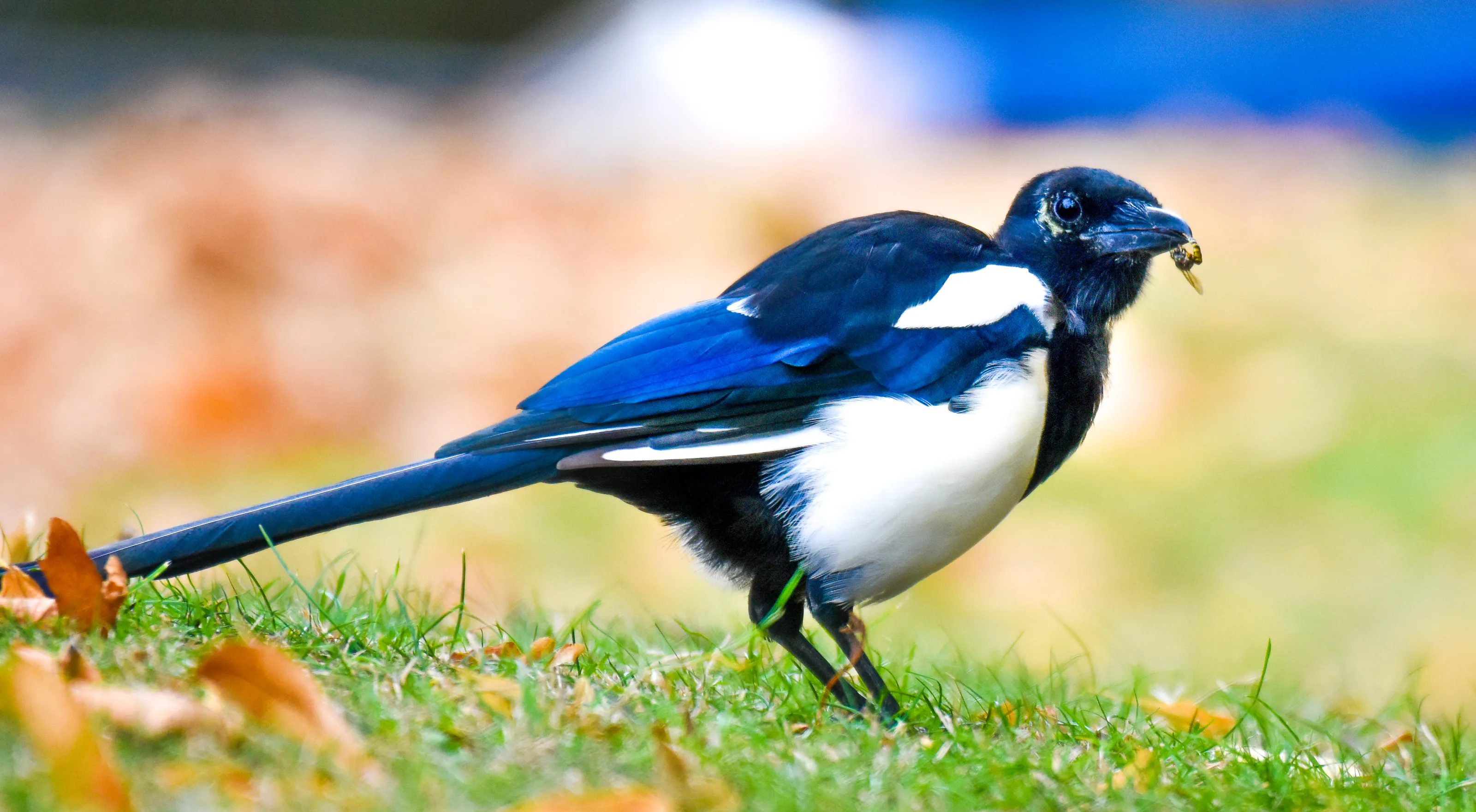 A Bird With Something In Its Beak (in colour)