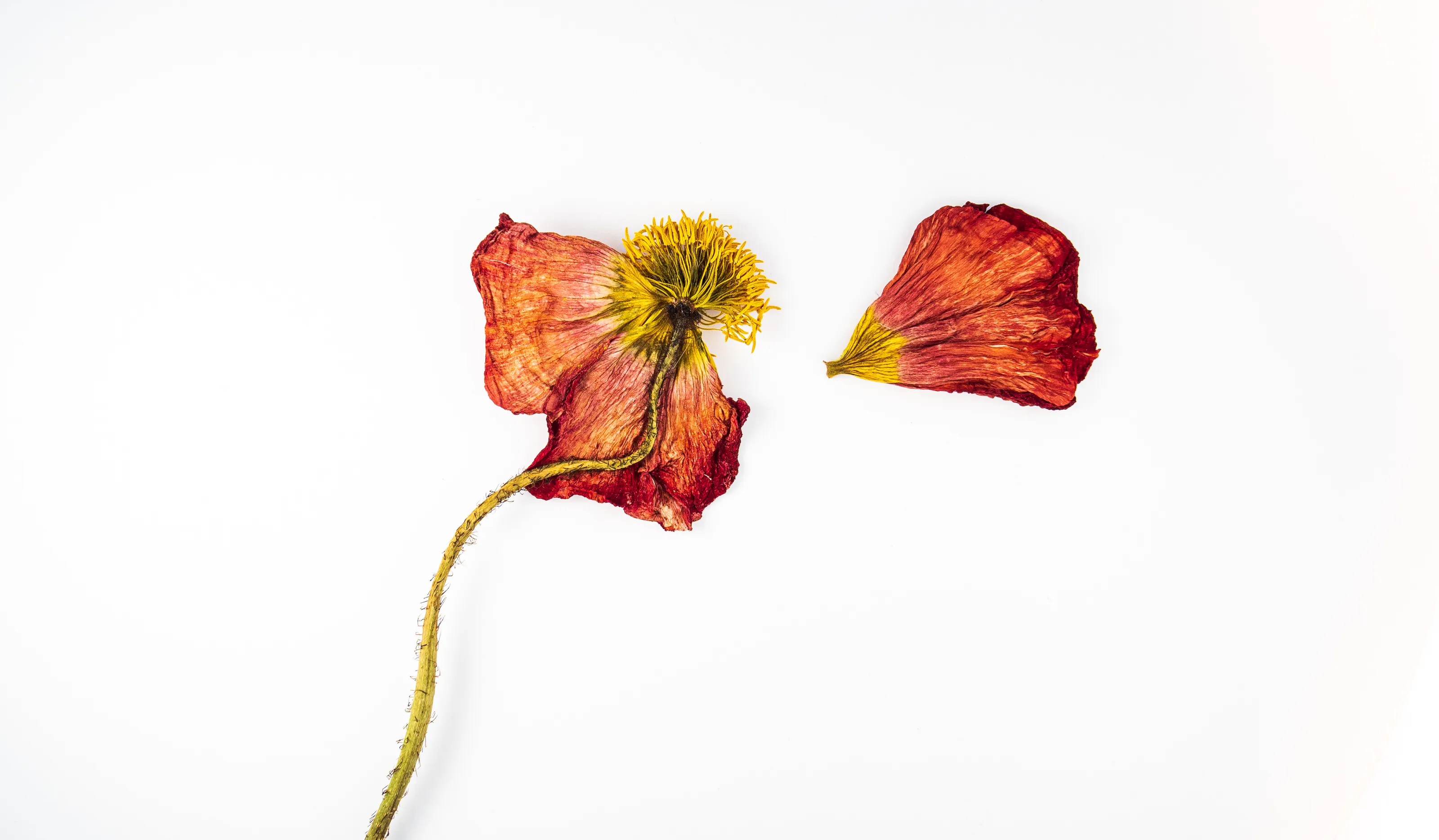Coloured Minimalism