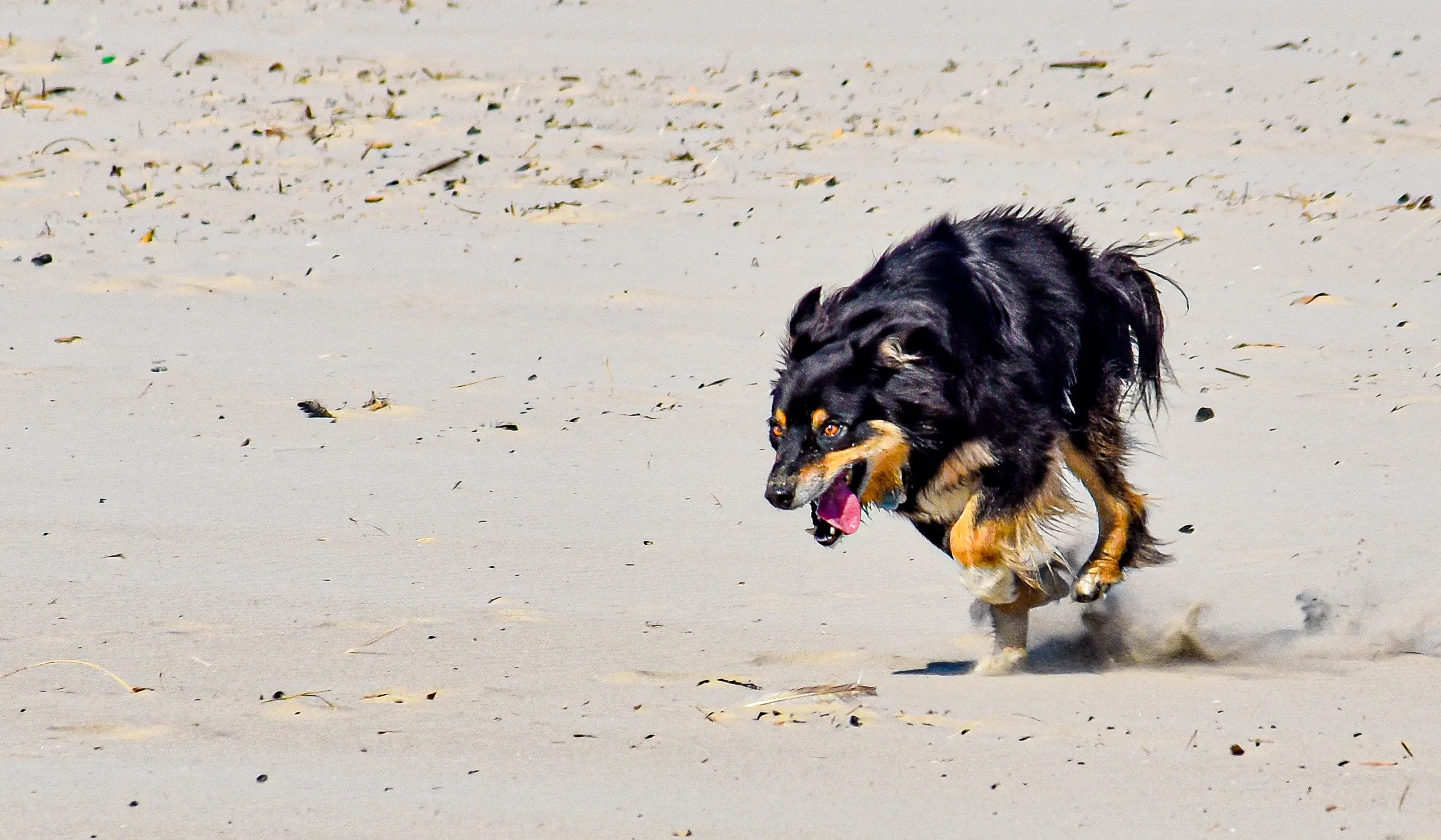 Animals Running (in colour)