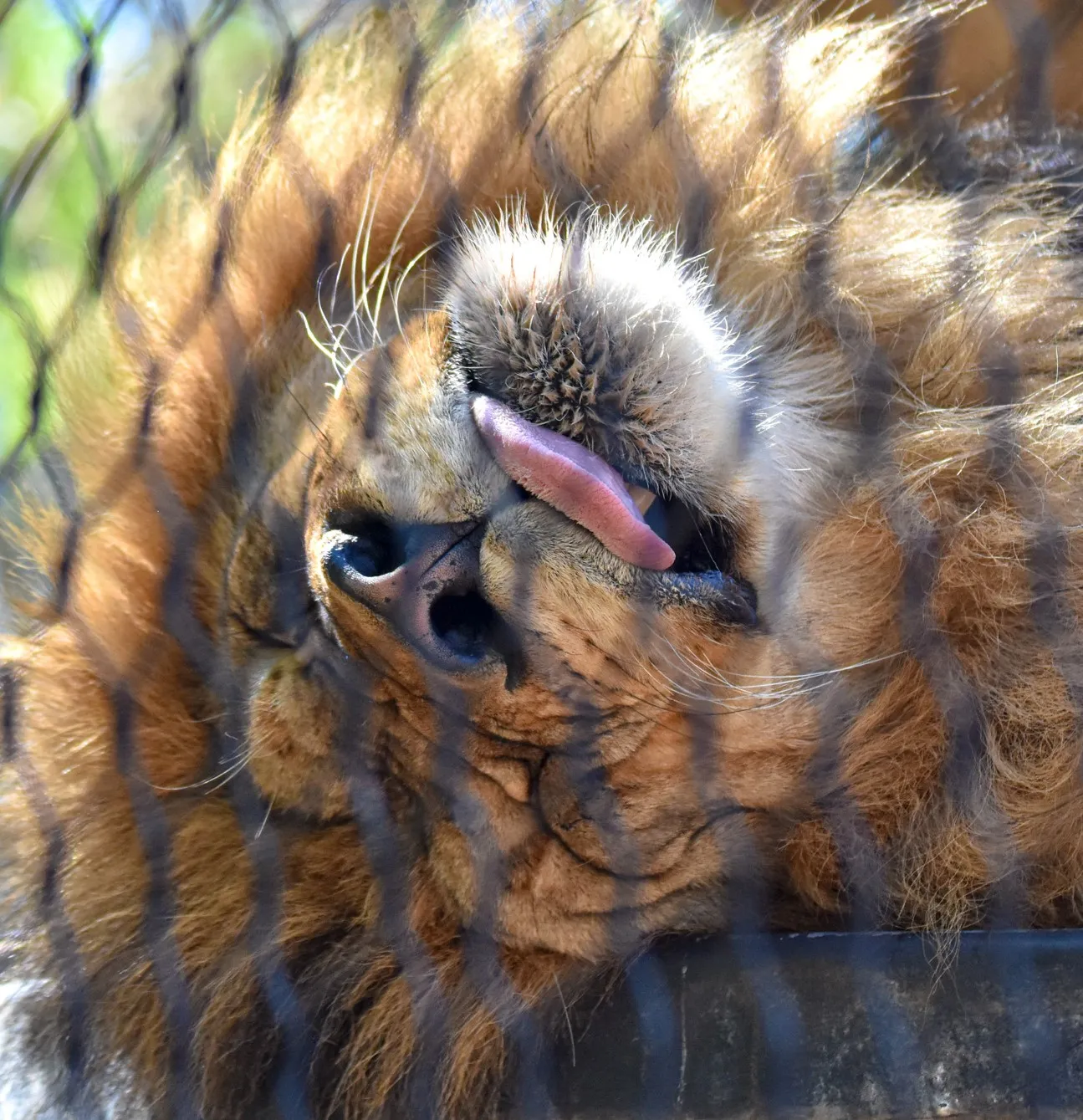 Tongues Out