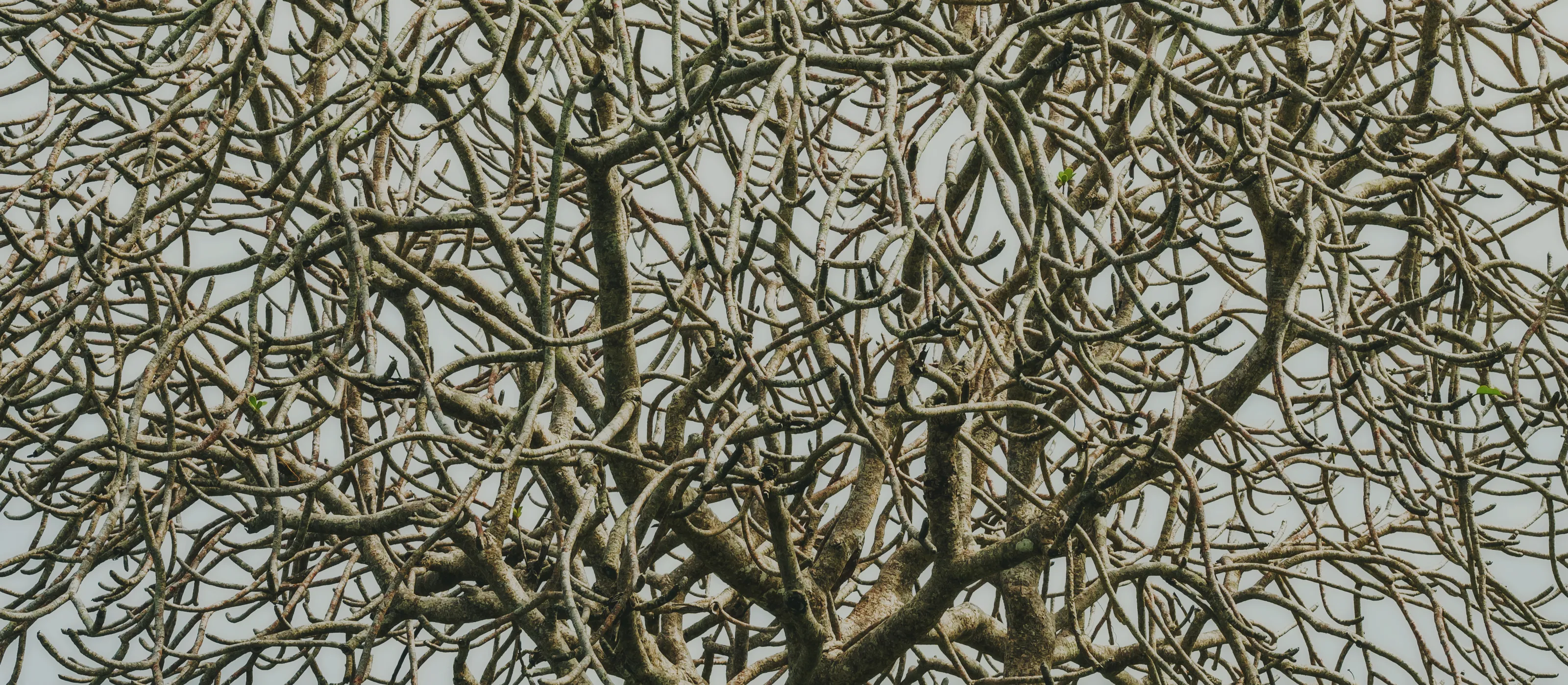 Trees with No Leaves