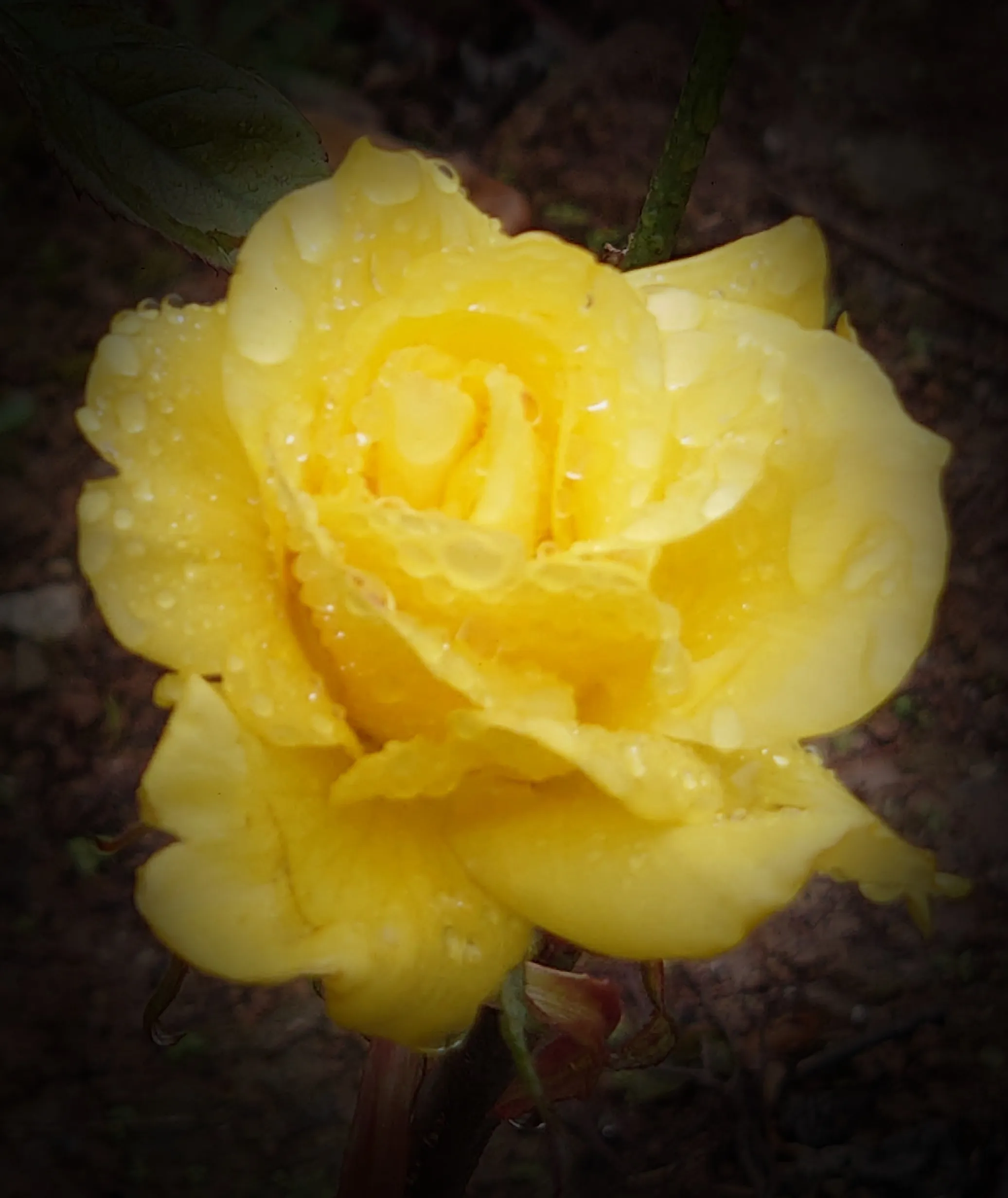 A Single Rose
