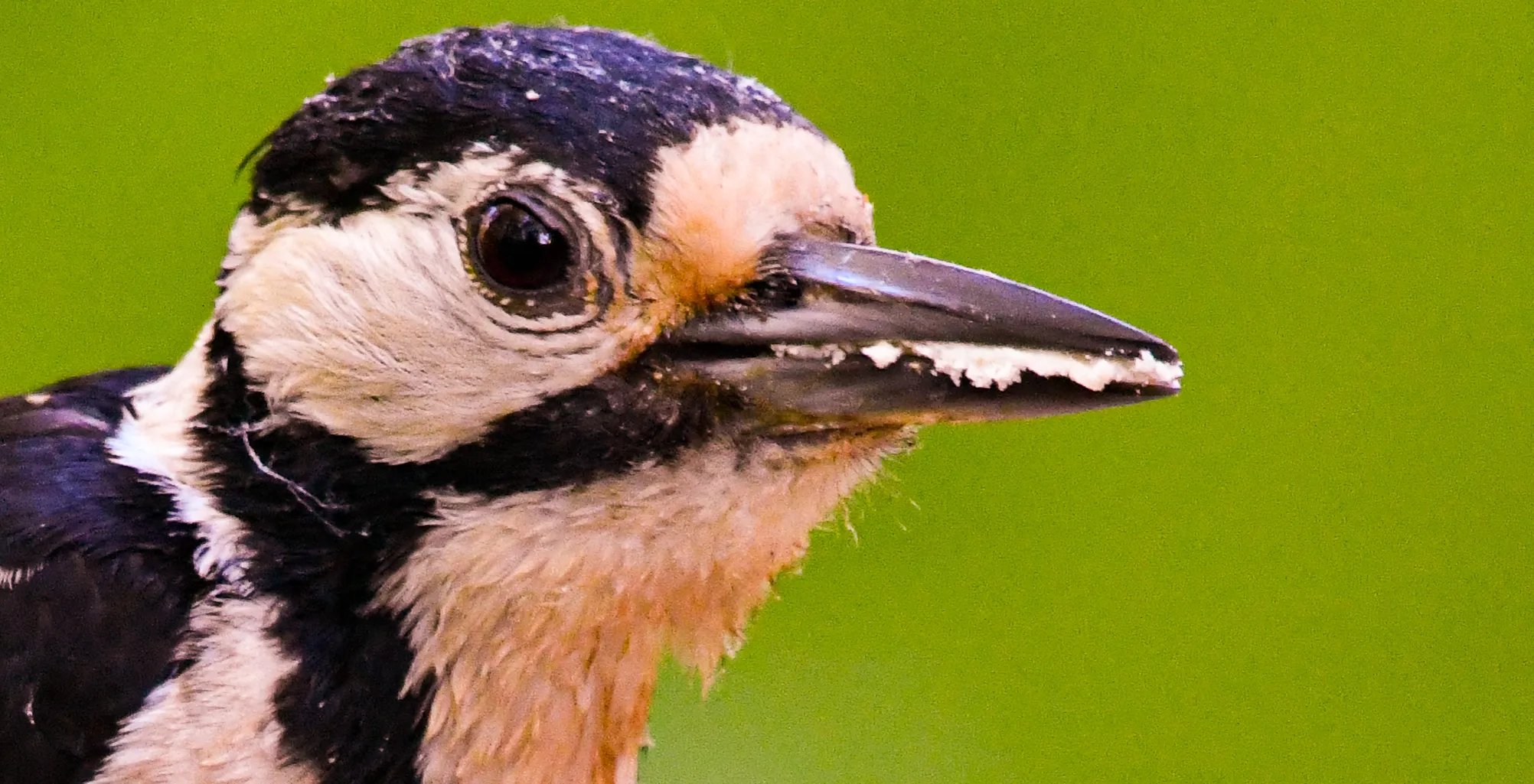 Woodpeckers in Colour