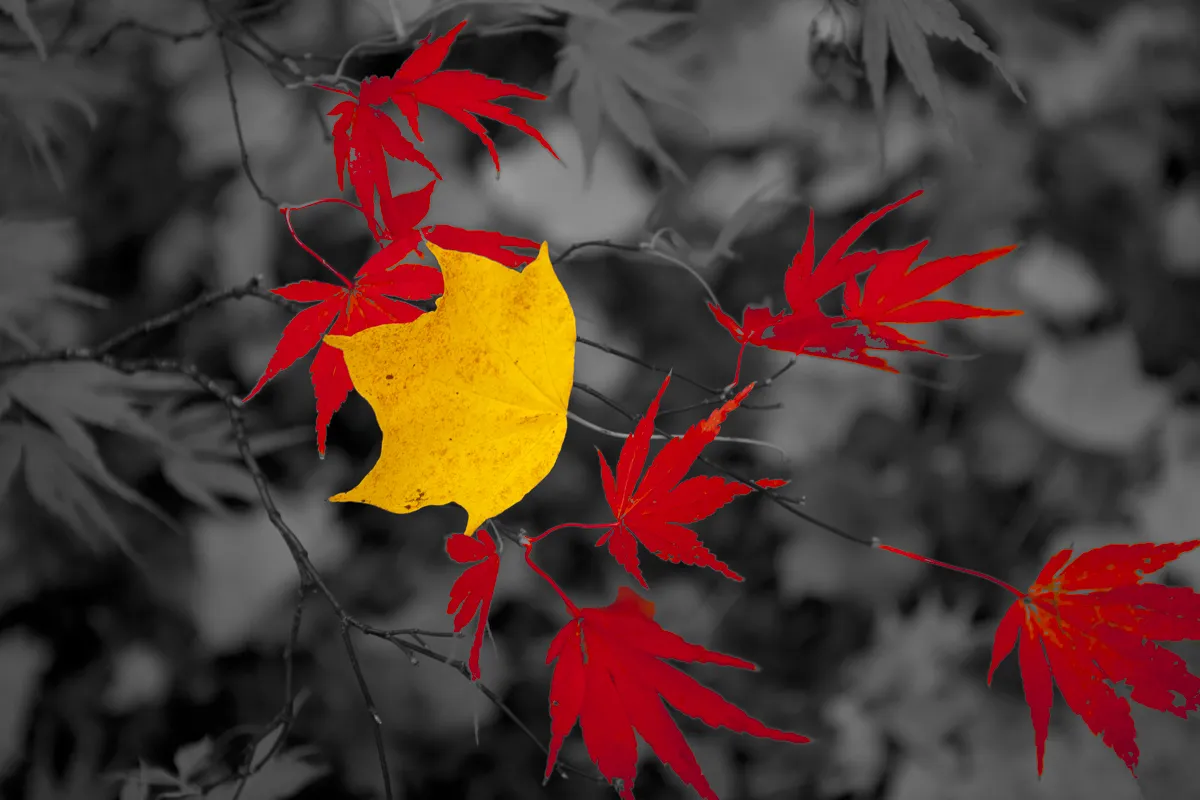 Selective Colours