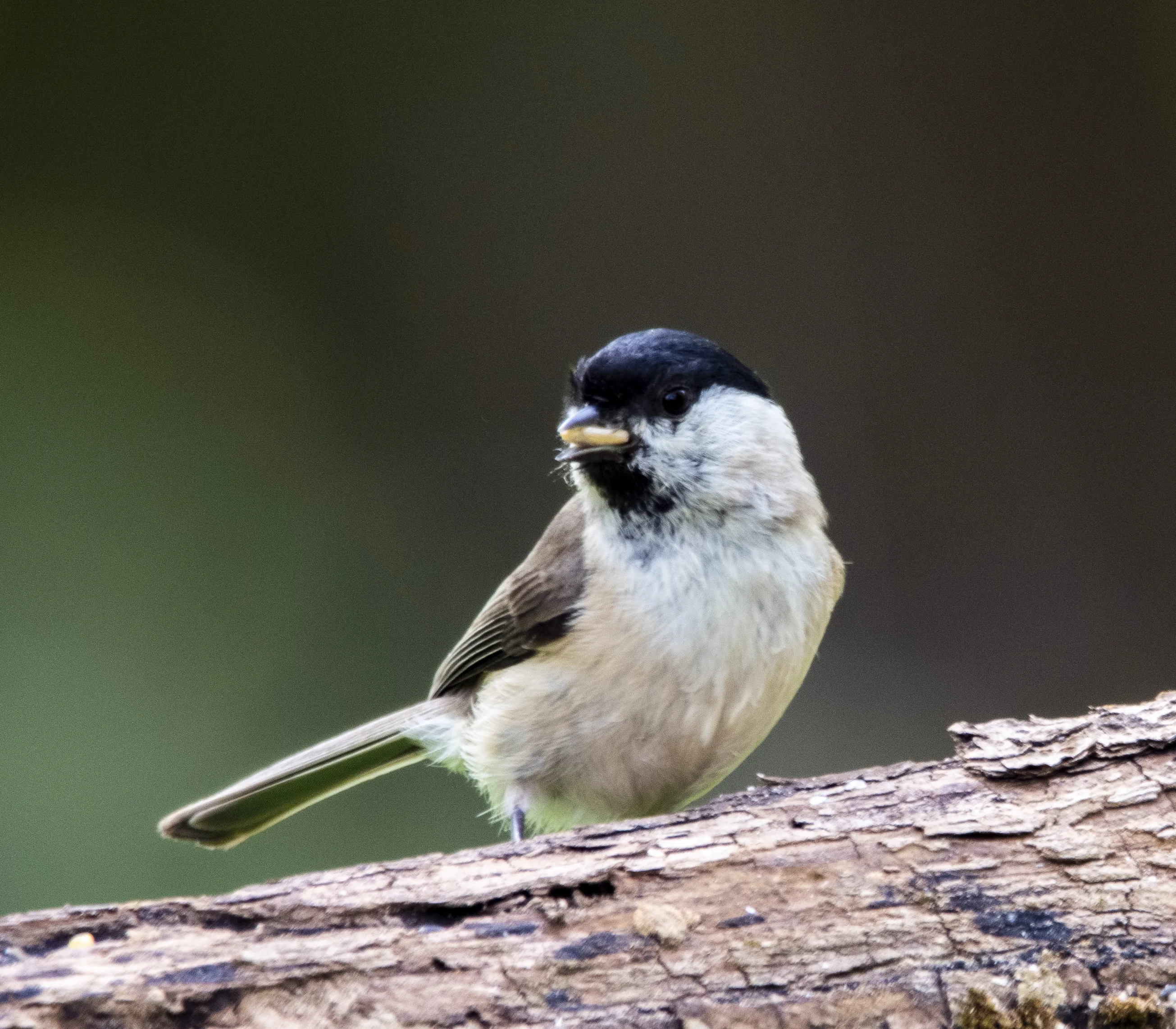 Birds in the Tit Family (in colour)