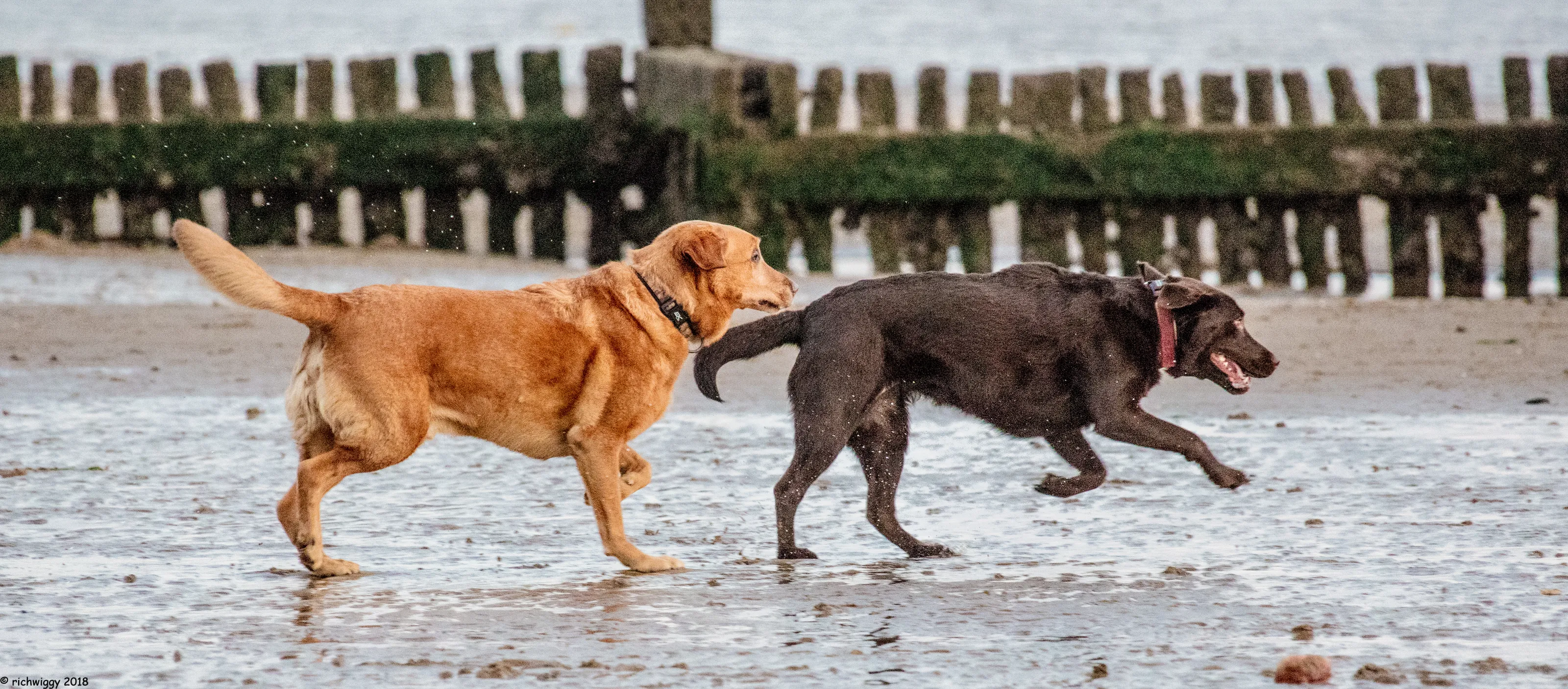 Labrador Dogs in Colour (no people)