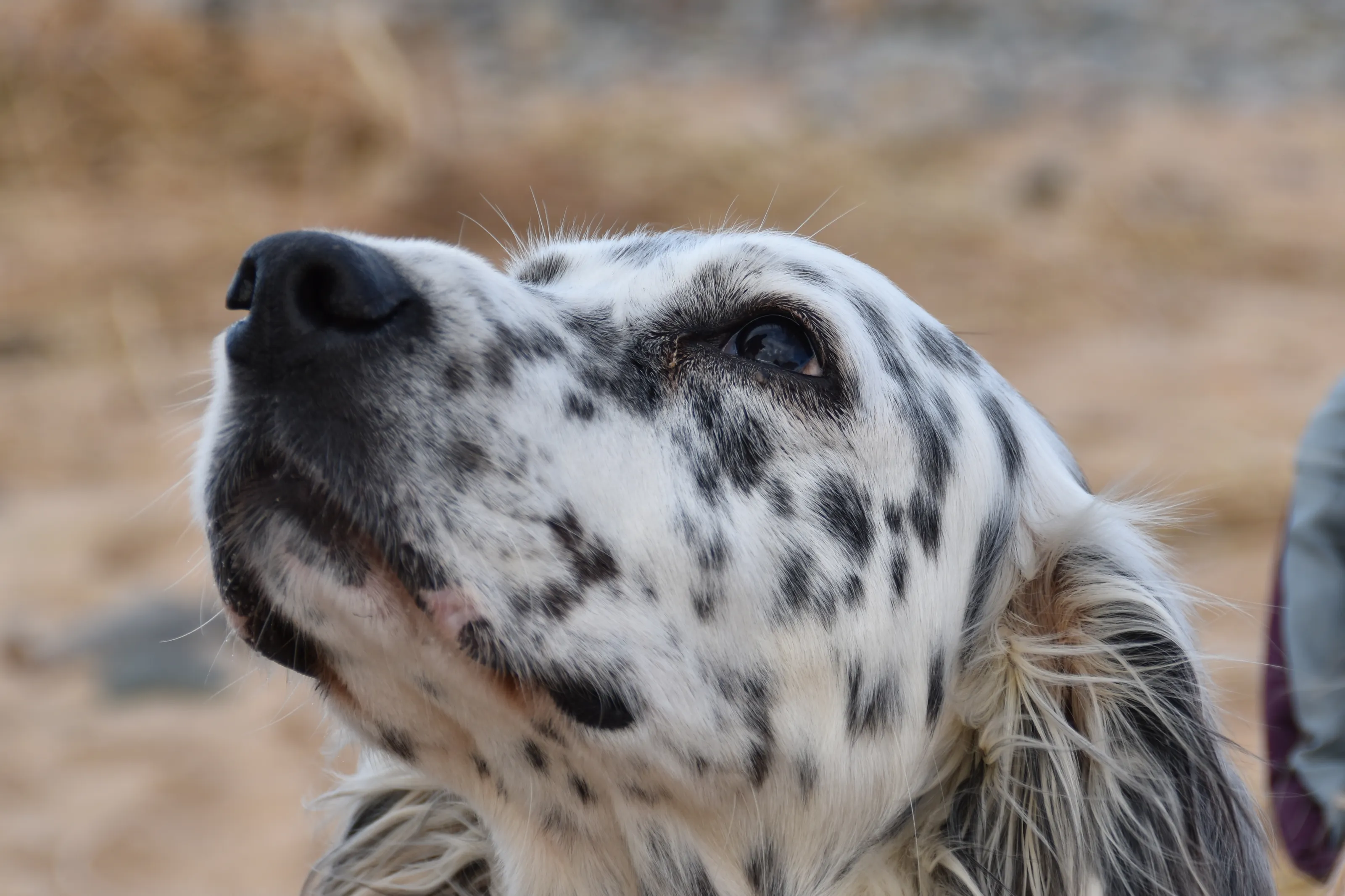 Spots