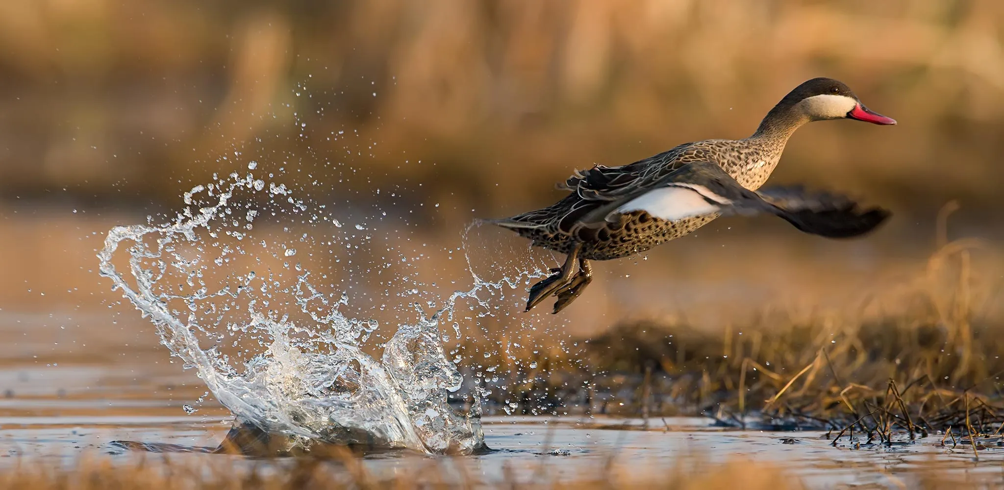 Ducks in Flight