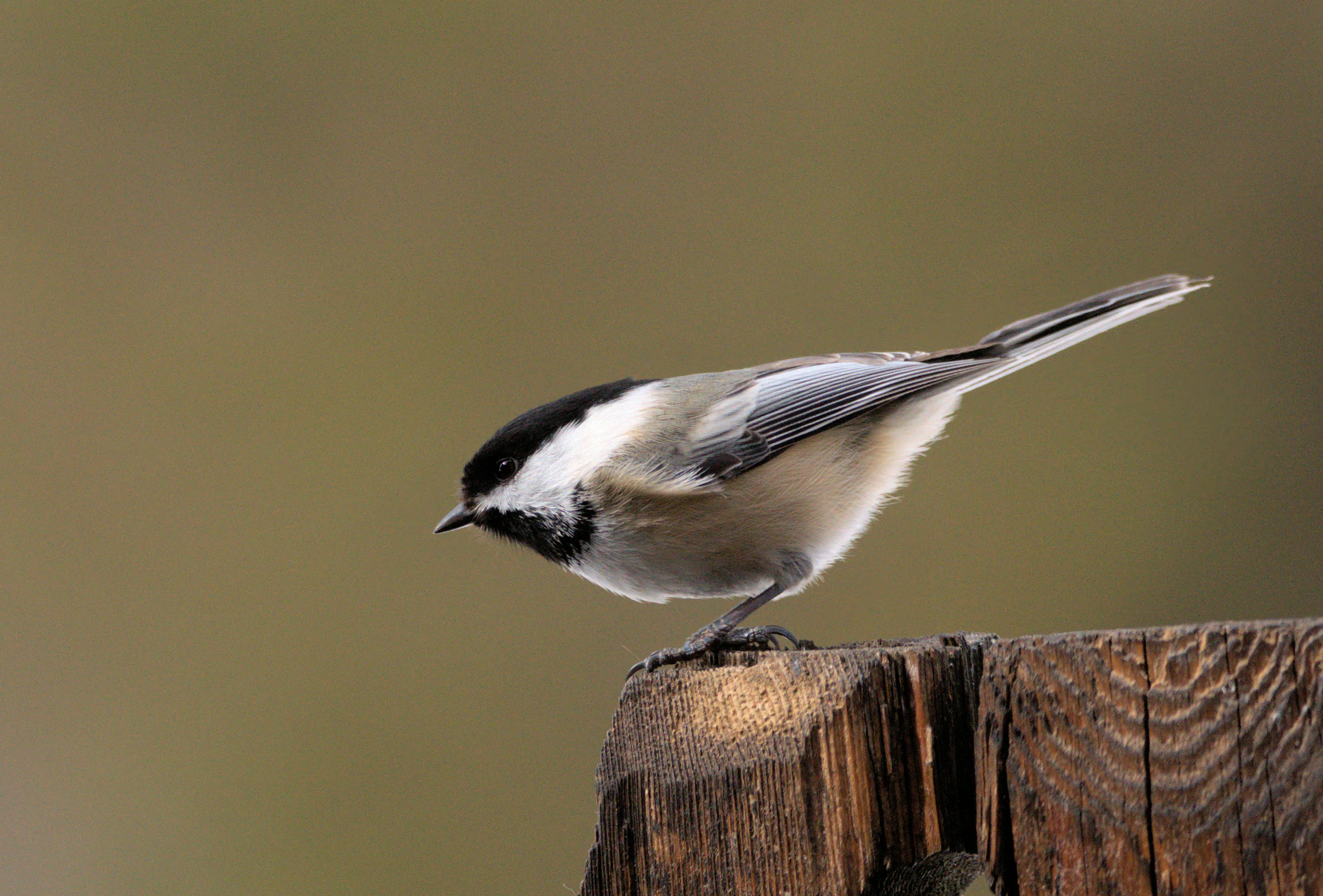 Chickadees in Nature