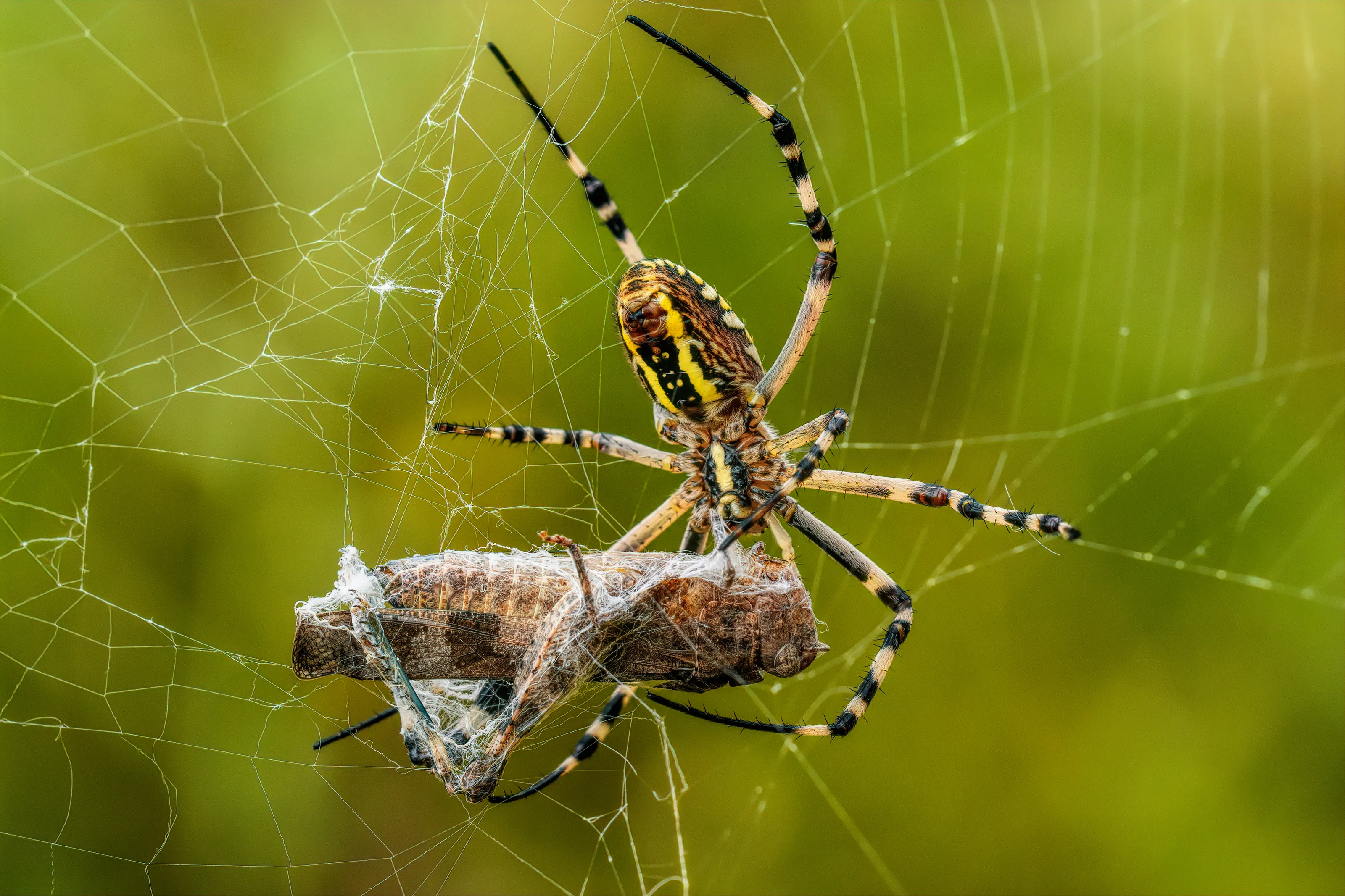 Predator and Prey