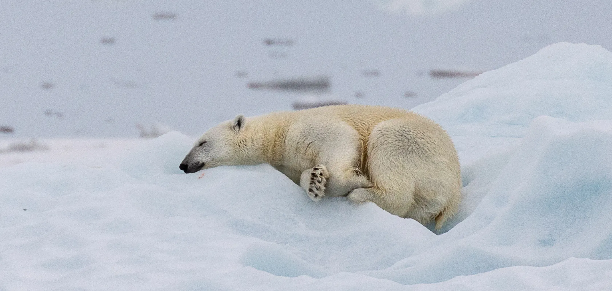 Polar Animals of the North or South