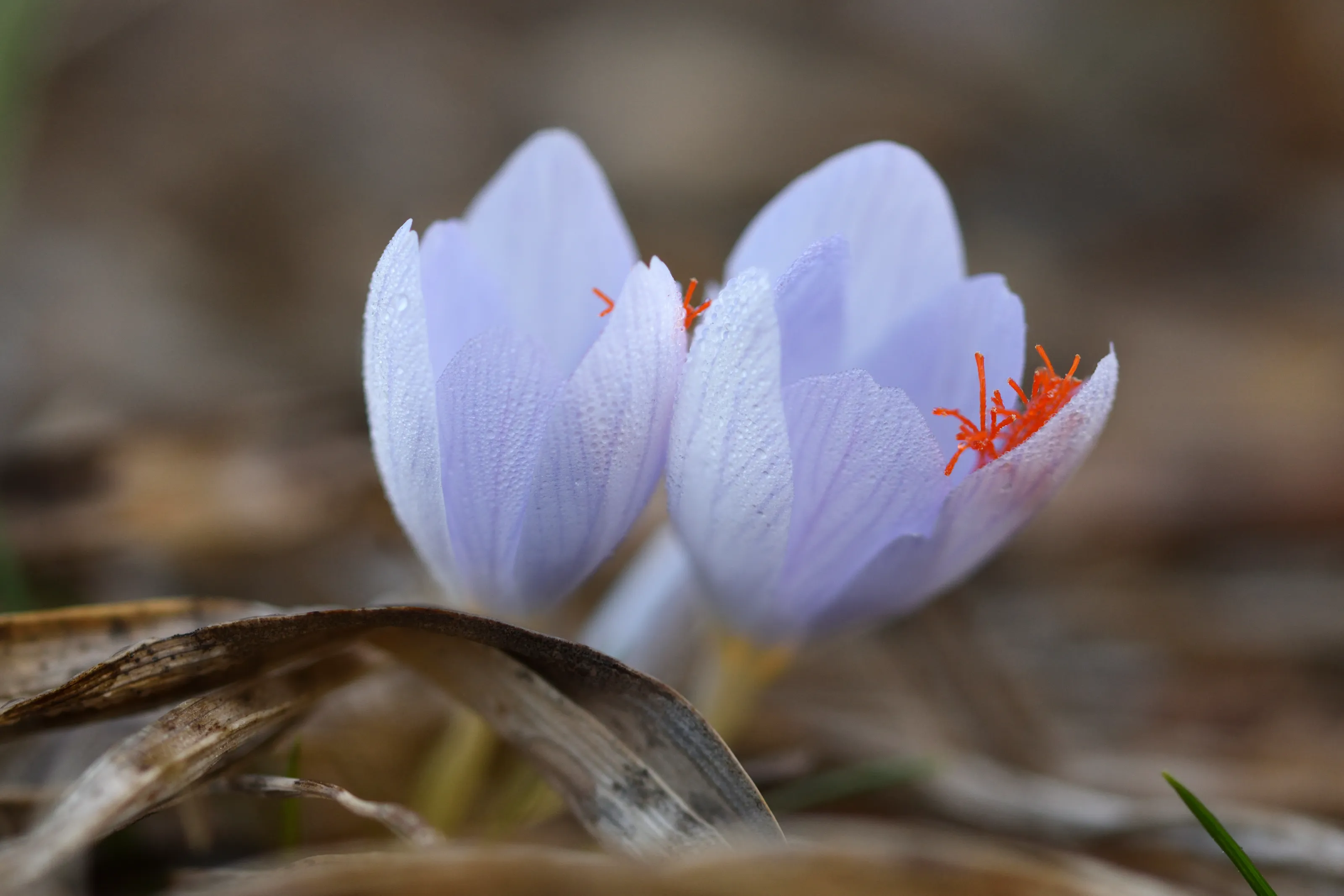 Winter Wild Flowers (in colour)