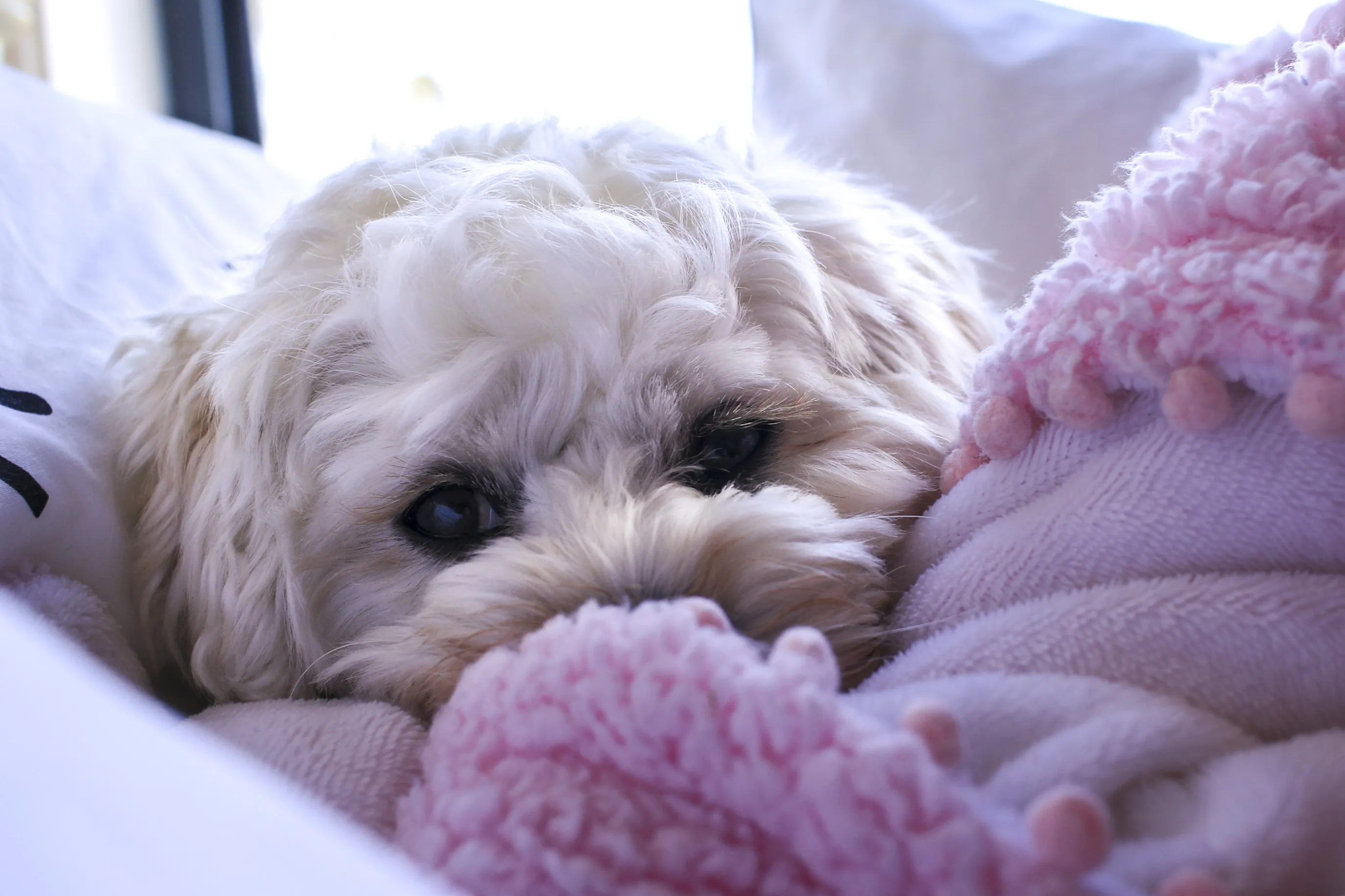 Cosy (in colour)