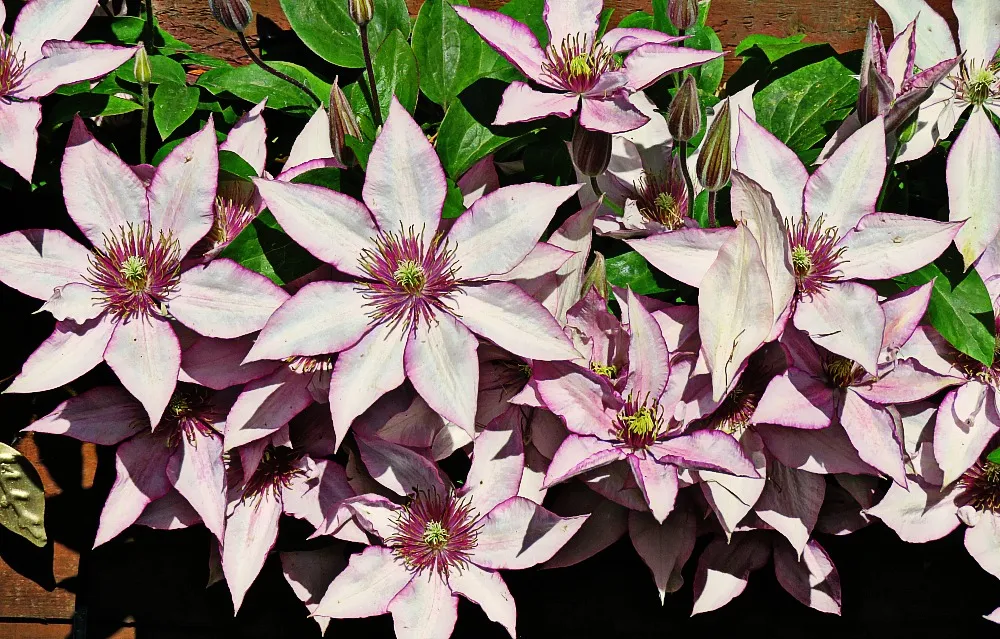 Clusters of Flowers (in colour)
