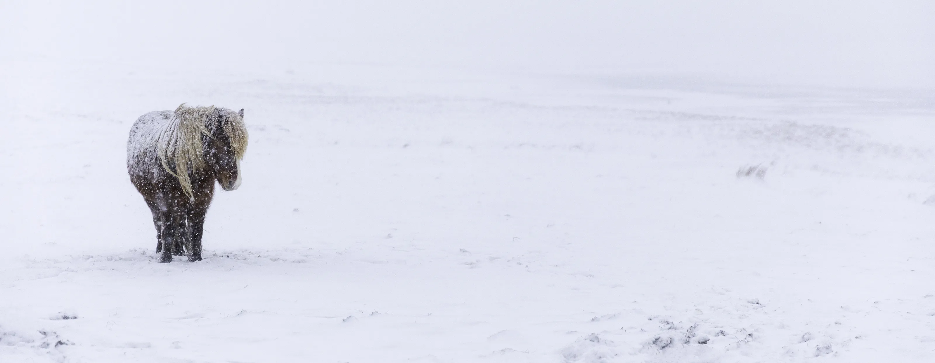 Winter minimalism