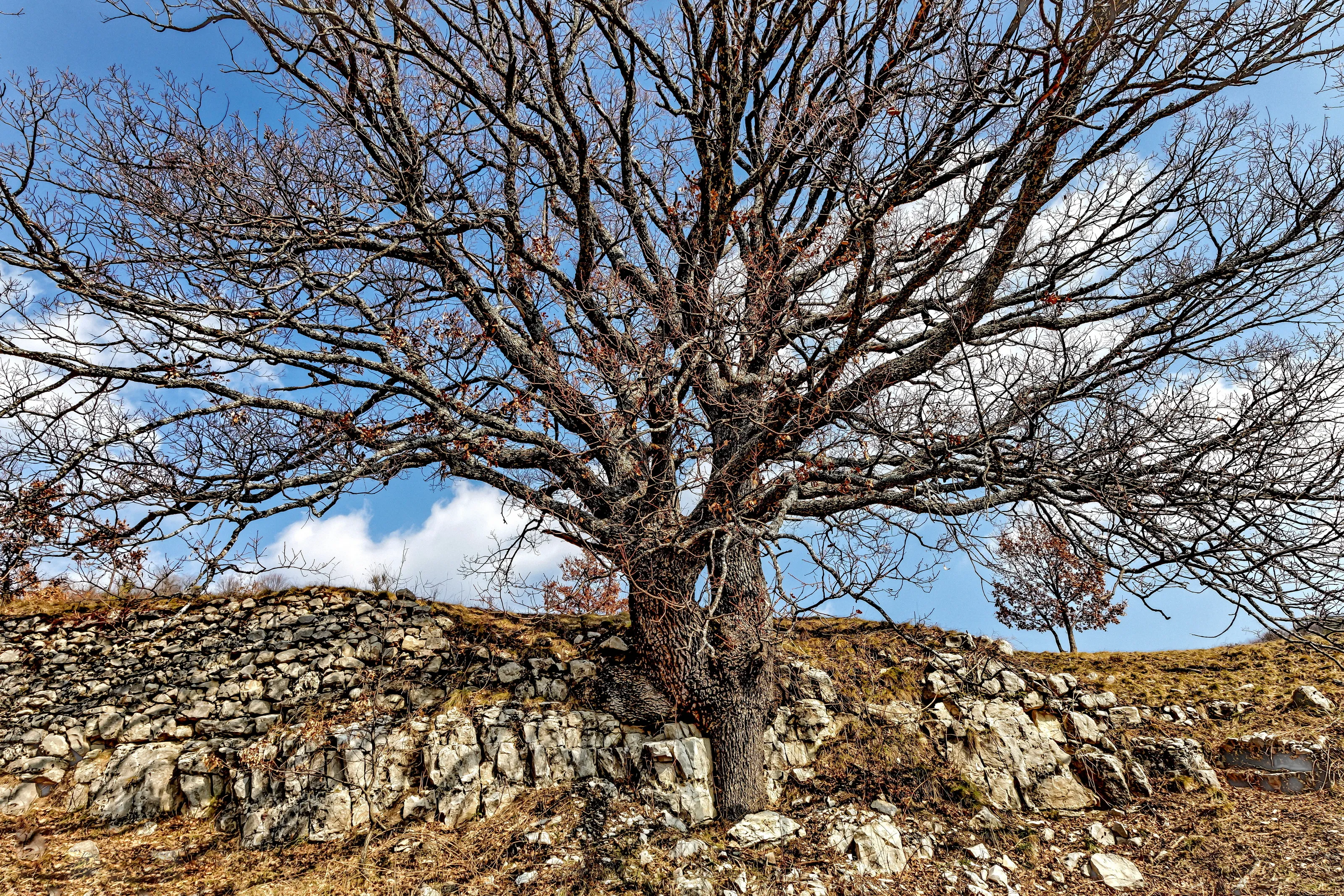 Bare Naked Trees