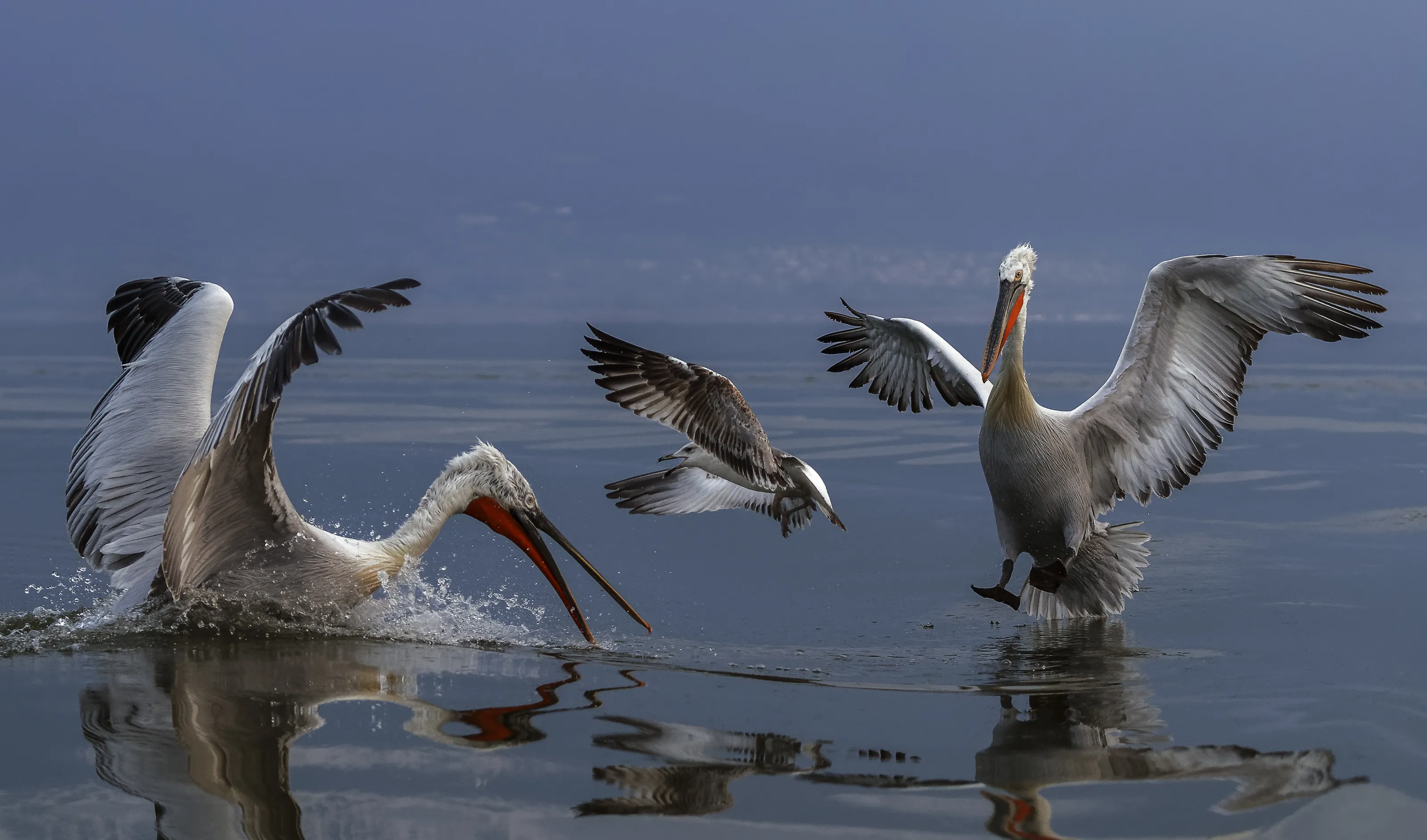 Animals interacting