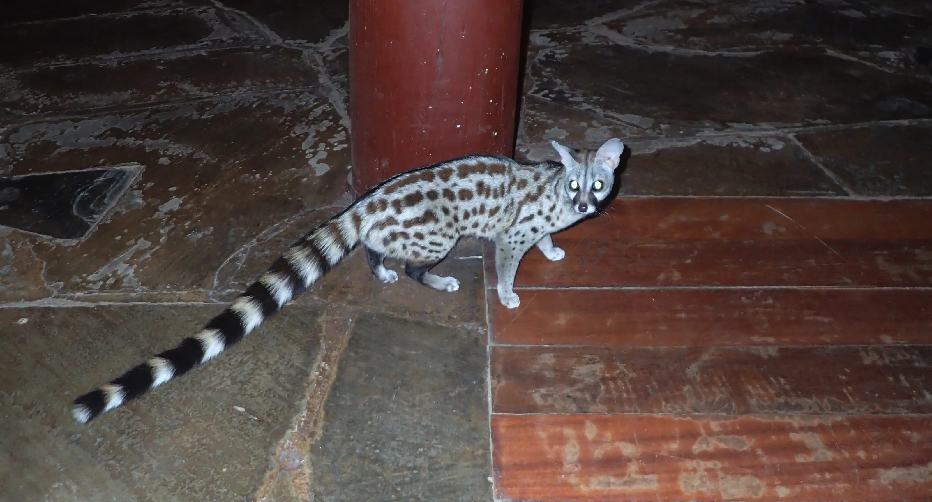 Nocturnal Mammals