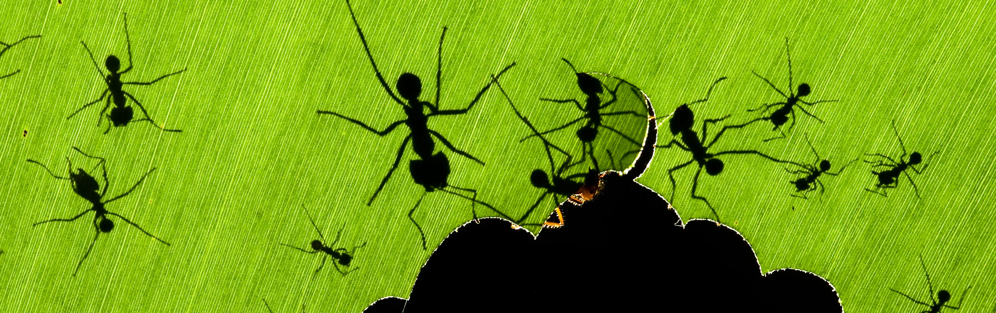 Fascinating insects